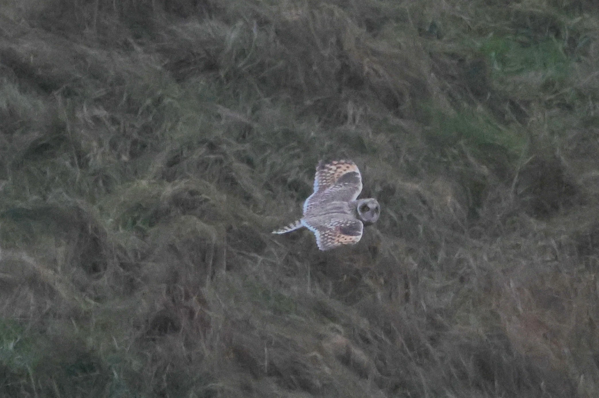 Short-eared Owl, Devil�s Punch Bowl, Wantage, Oxfordshire, UK — photo by Adam Prugel-Bennett