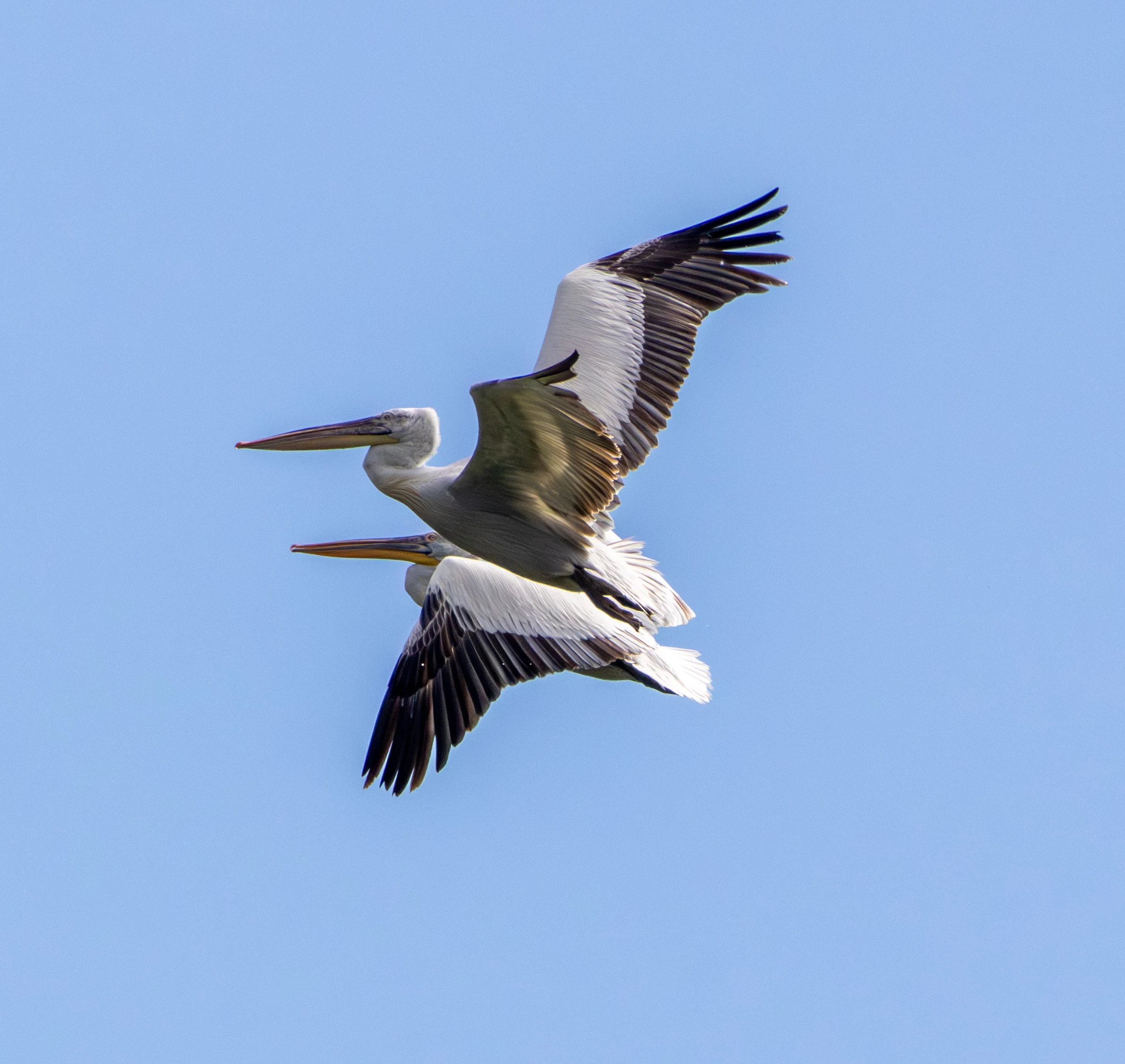 Dalmatian Pelican in flight, Danube Delta, Romania — photo by Adam Prugel-Bennett