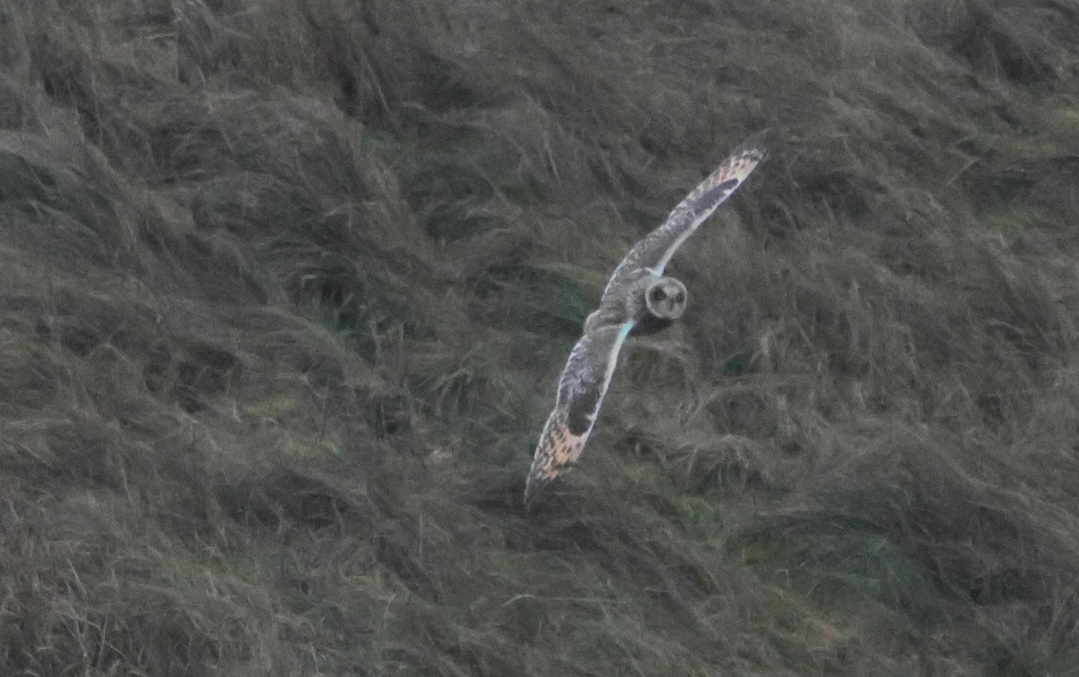 Short-eared Owl, Devil�s Punch Bowl, Wantage, Oxfordshire, UK — photo by Adam Prugel-Bennett