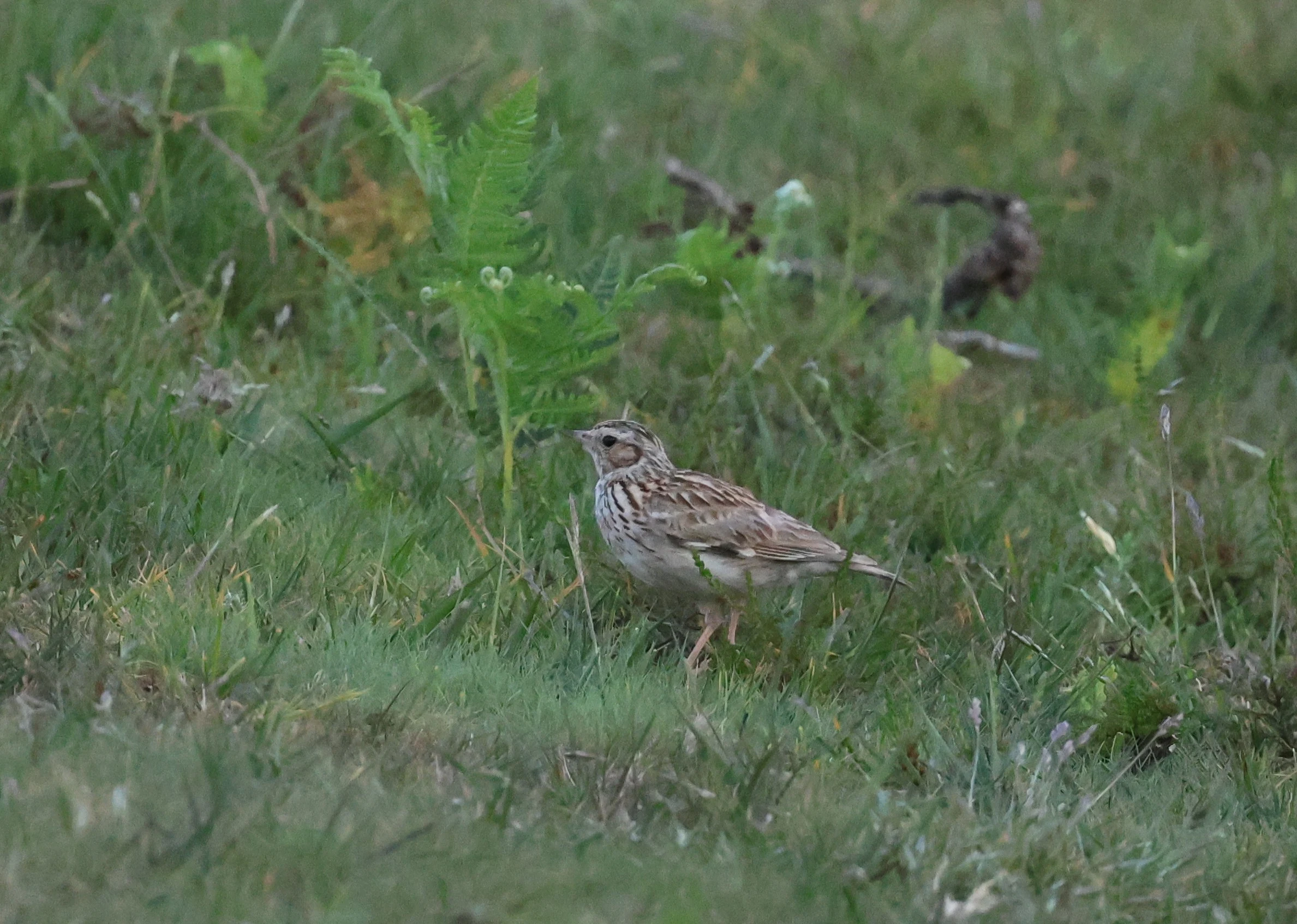 Woodlark, Bolder and Lymington, New Forest, UK — photo by Adam Prugel-Bennett