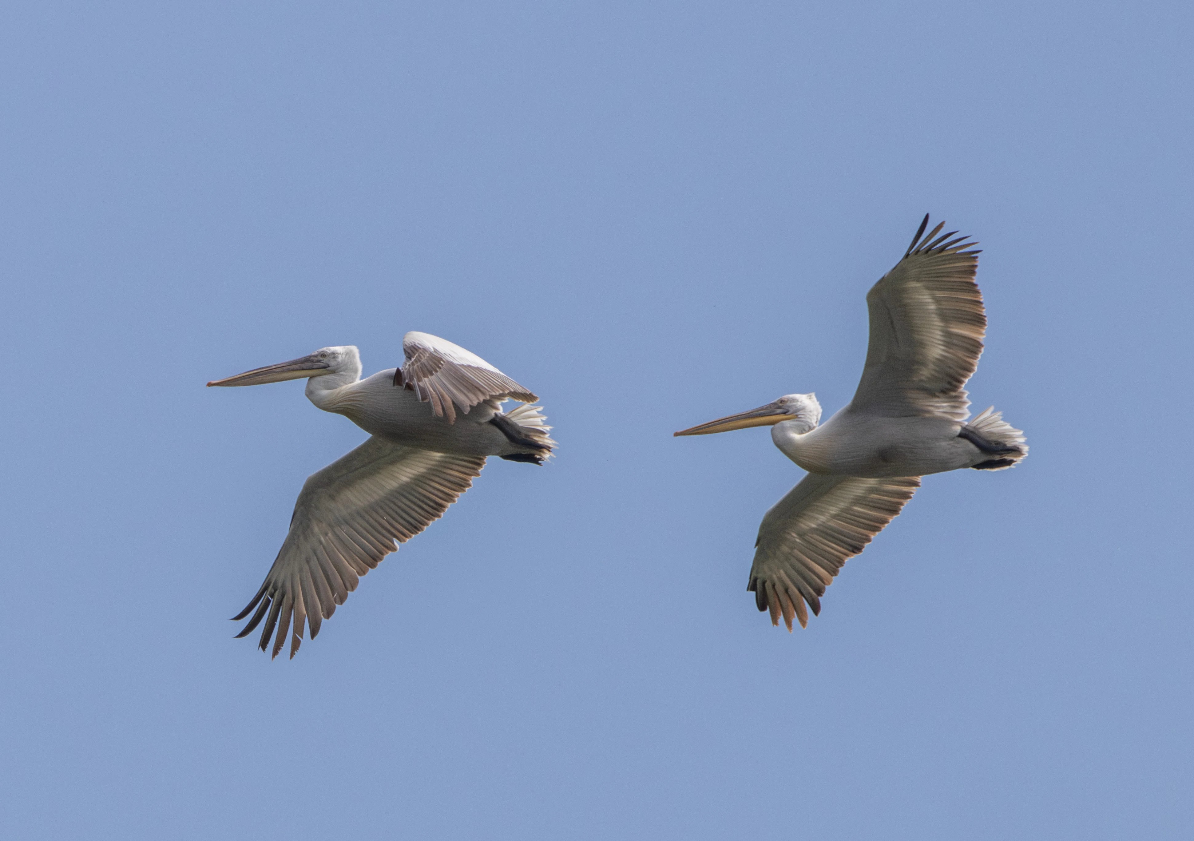 Dalmatian Pelicans in flight, Danube Delta, Romania — photo by Adam Prugel-Bennett