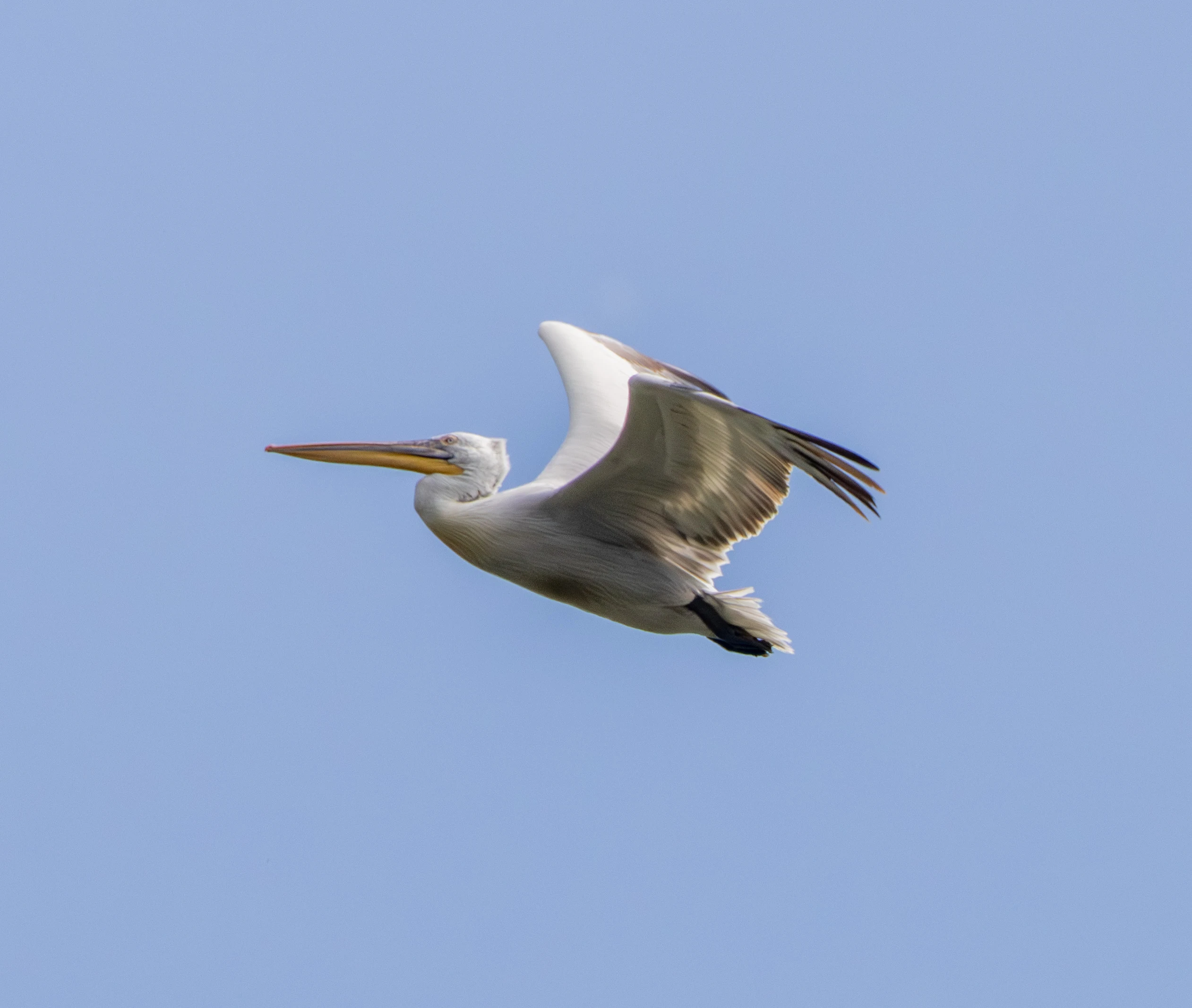 Dalmatian Pelican in flight, Danube Delta, Romania — photo by Adam Prugel-Bennett