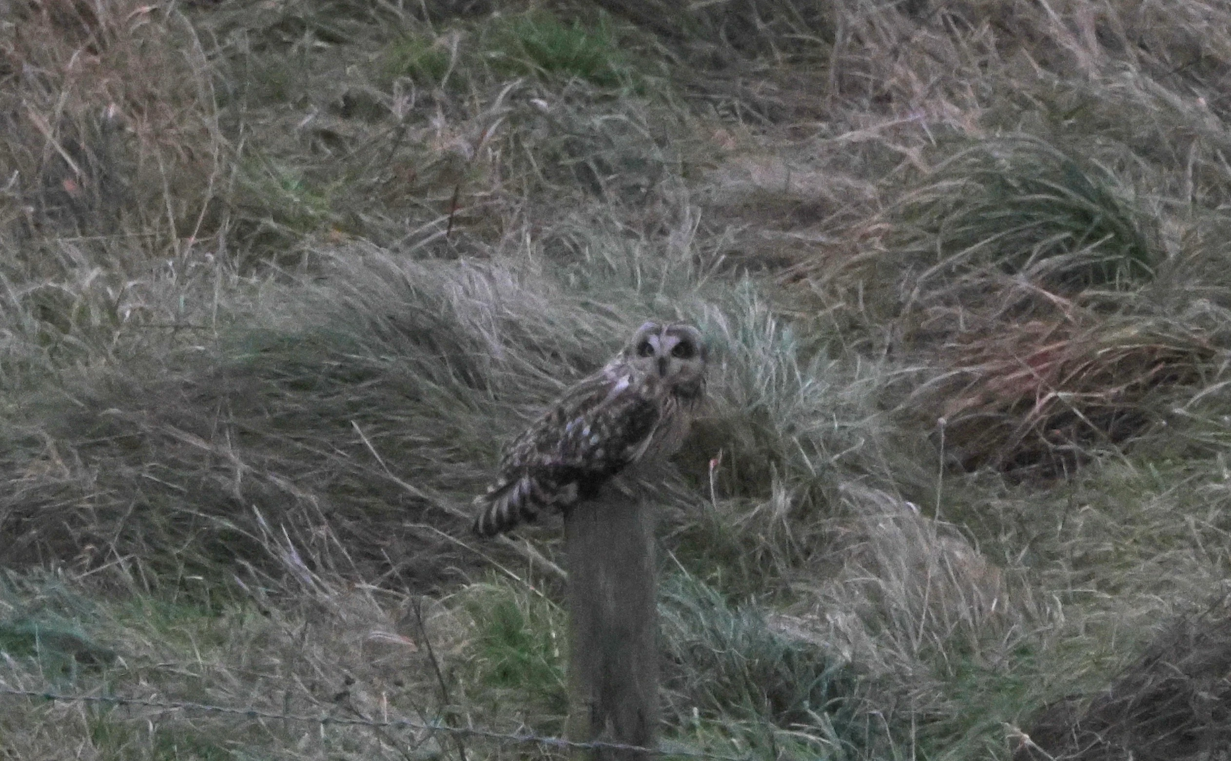 Short-eared Owl, Devil�s Punch Bowl, Wantage, Oxfordshire, UK — photo by Adam Prugel-Bennett