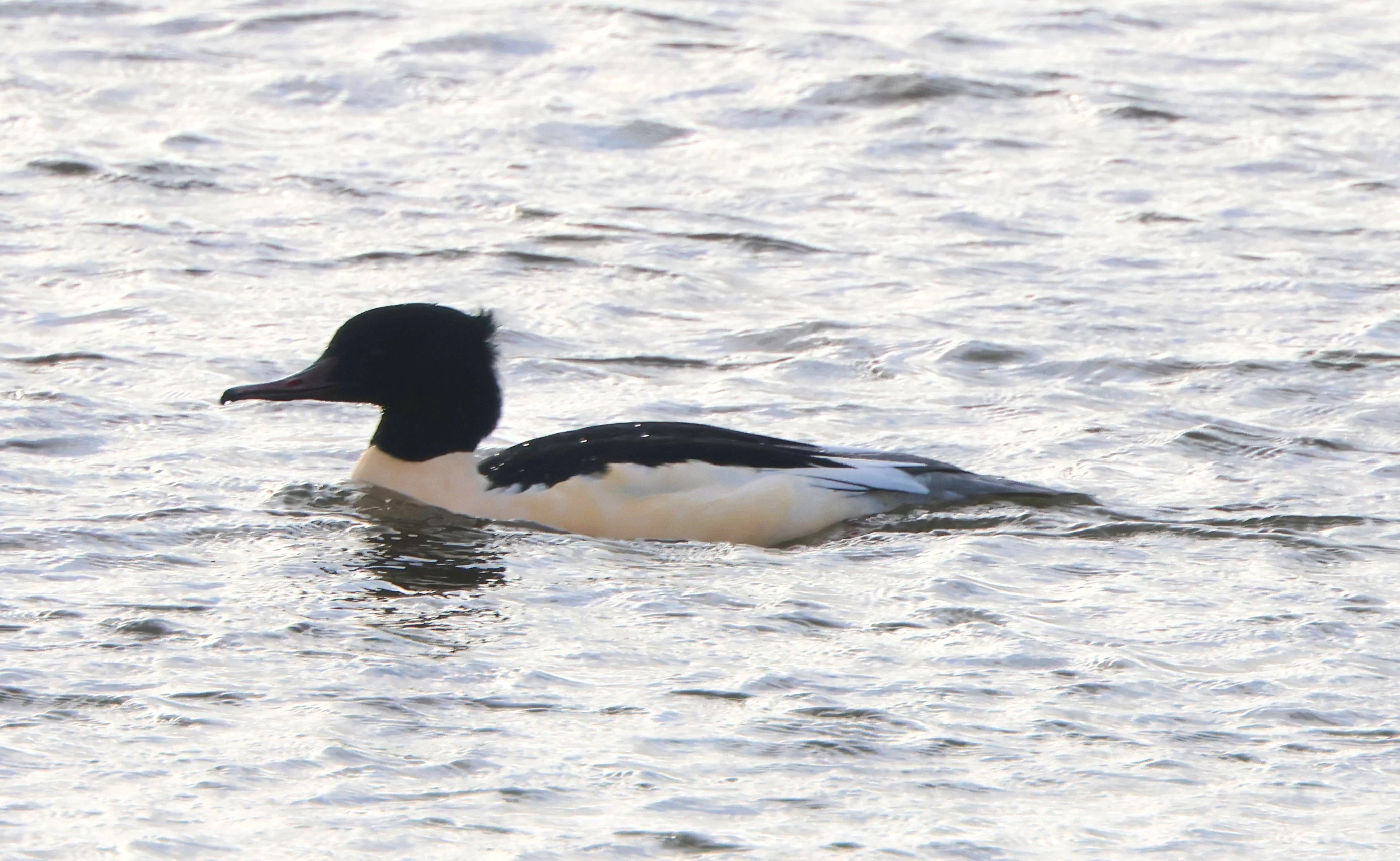 Goosander - Common Merganser, Lymington, New Forest, UK — photo by Adam Prugel-Bennett