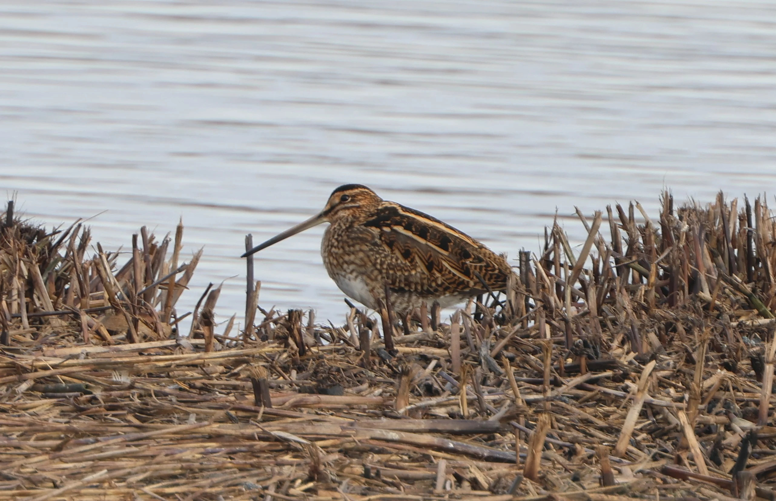 Common snipe, Lymington, New Forest, UK — photo by Adam Prugel-Bennett
