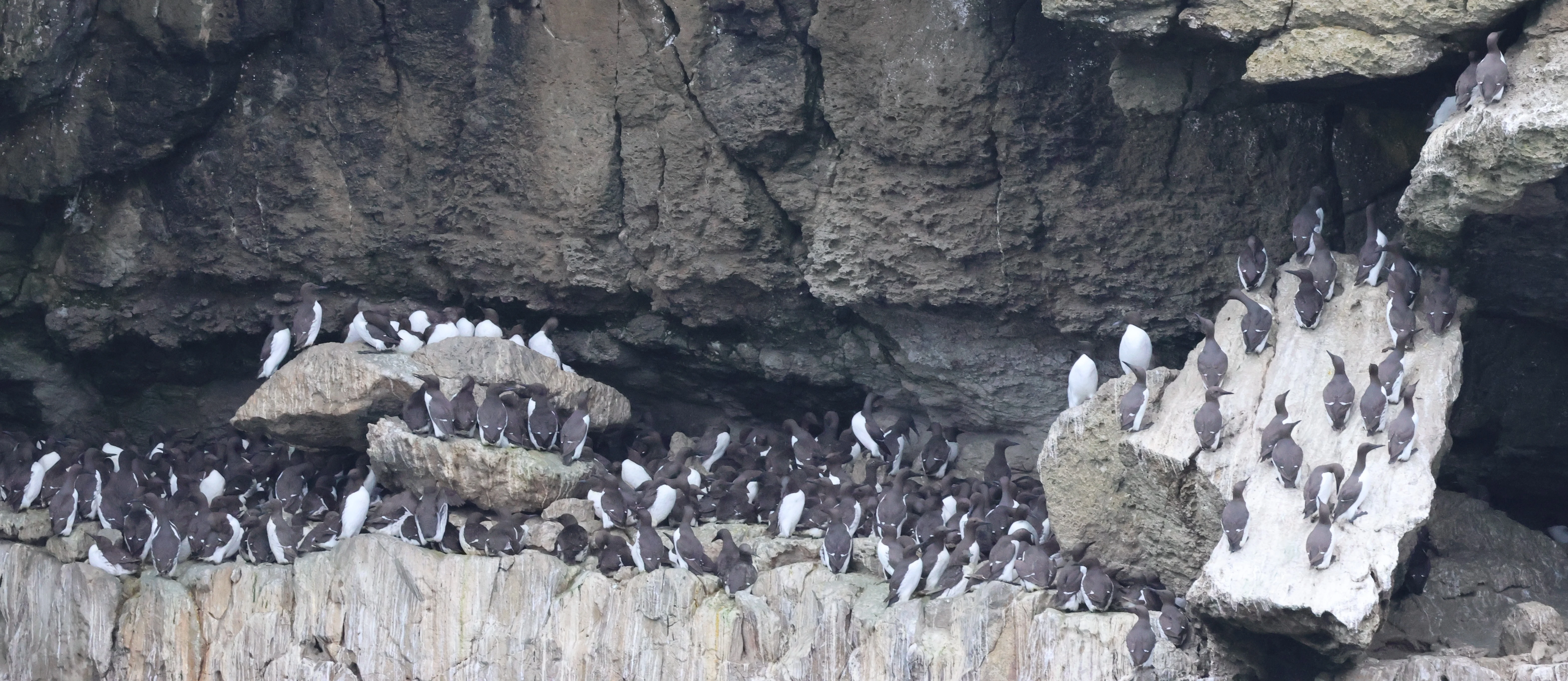 Guillemot, Dorset Coast, Poole, Dorset, UK — photo by Adam Prugel-Bennett