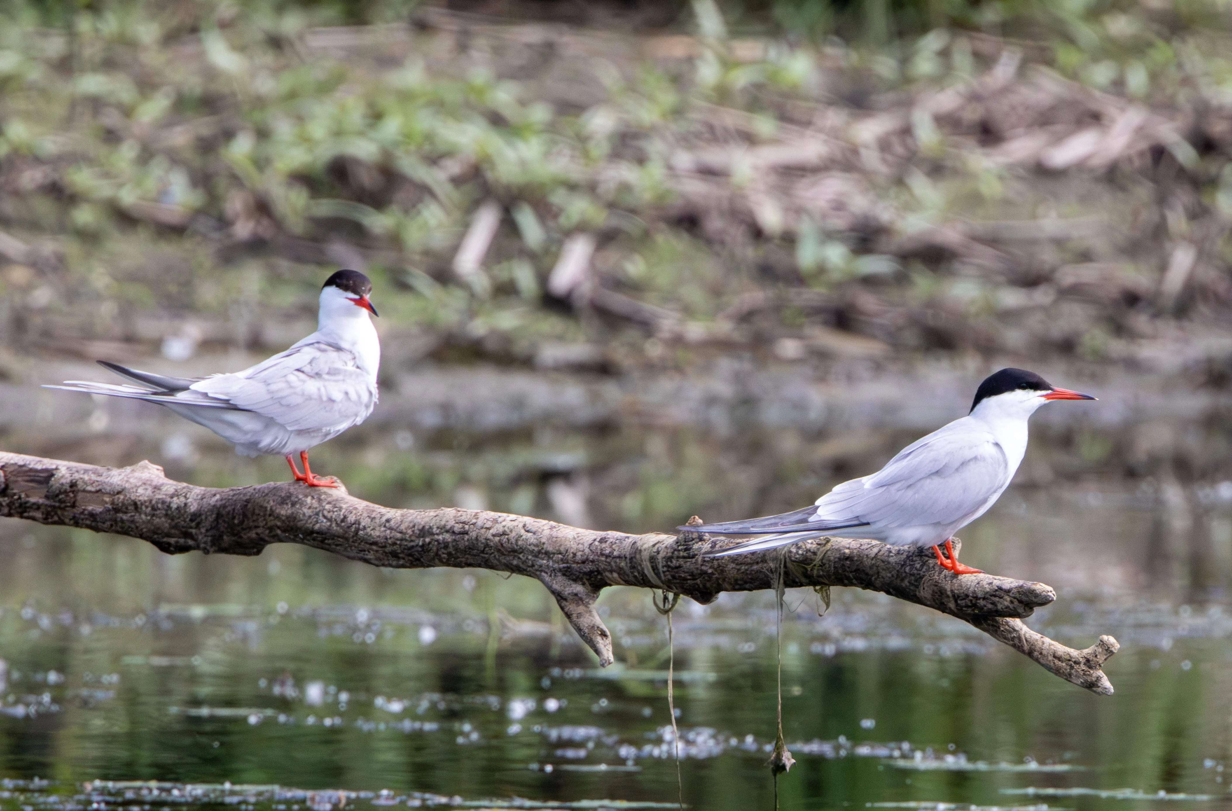 Common Terns, Danube Delta, Romania — photo by Adam Prugel-Bennett