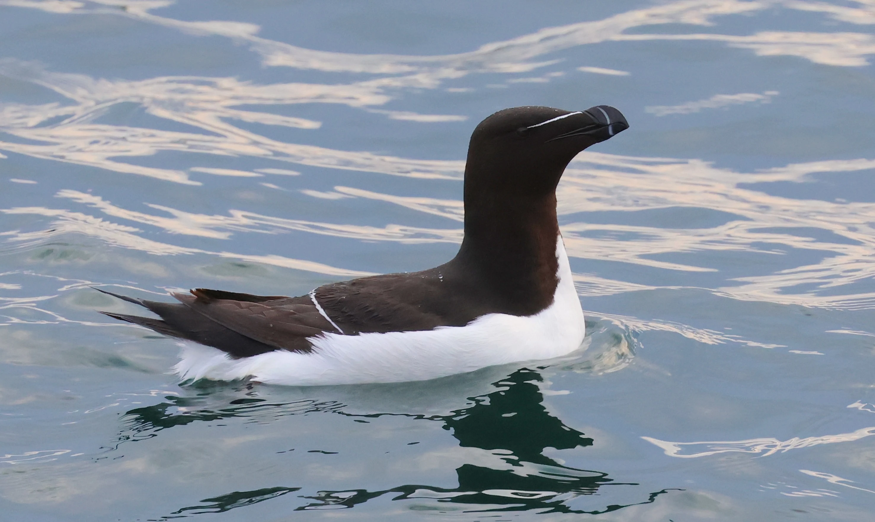 Razorbill, Dorset Coast, Poole, Dorset, UK — photo by Adam Prugel-Bennett