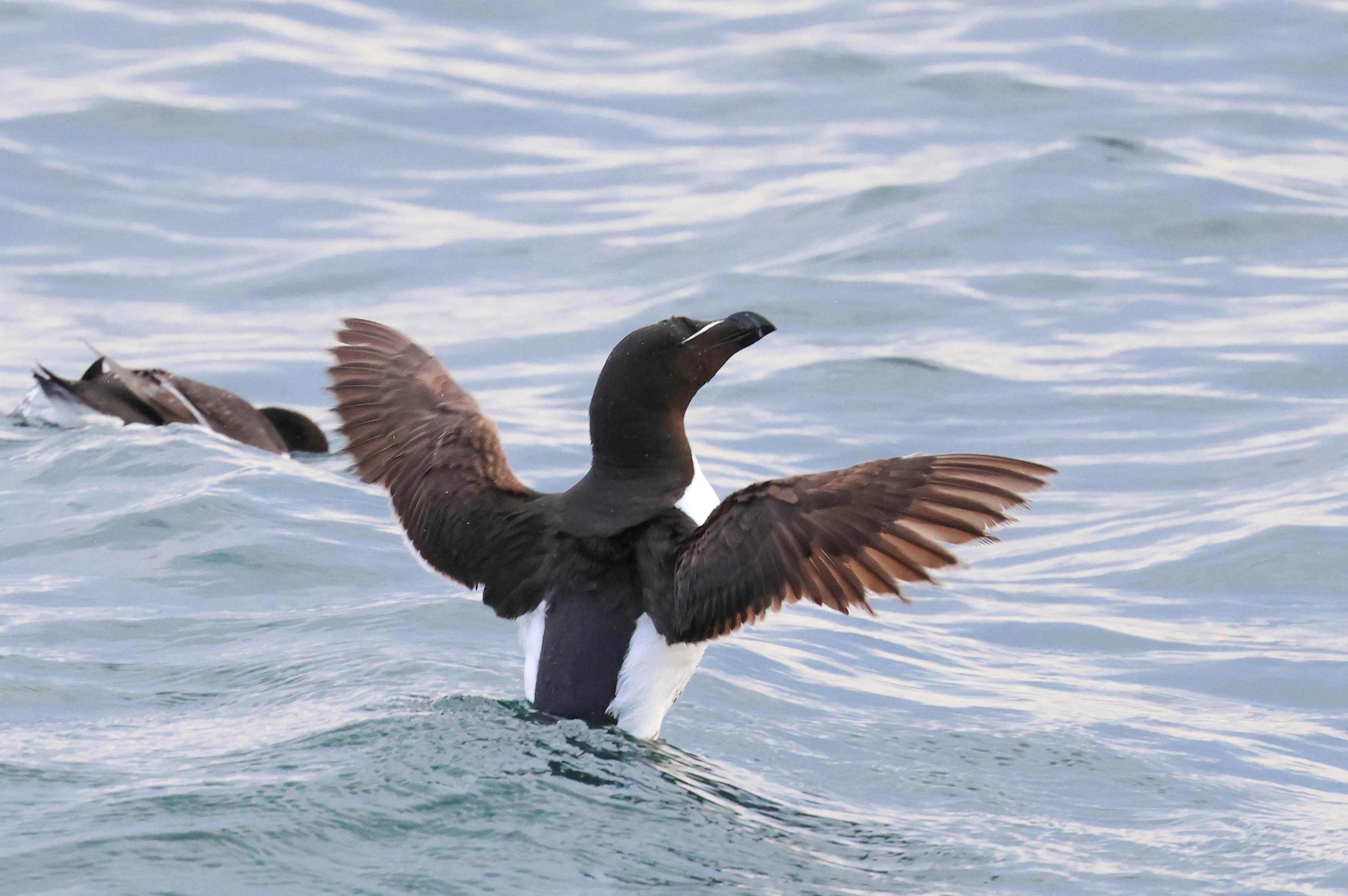 Razorbill, Dorset Coast, Poole, Dorset, UK — photo by Adam Prugel-Bennett