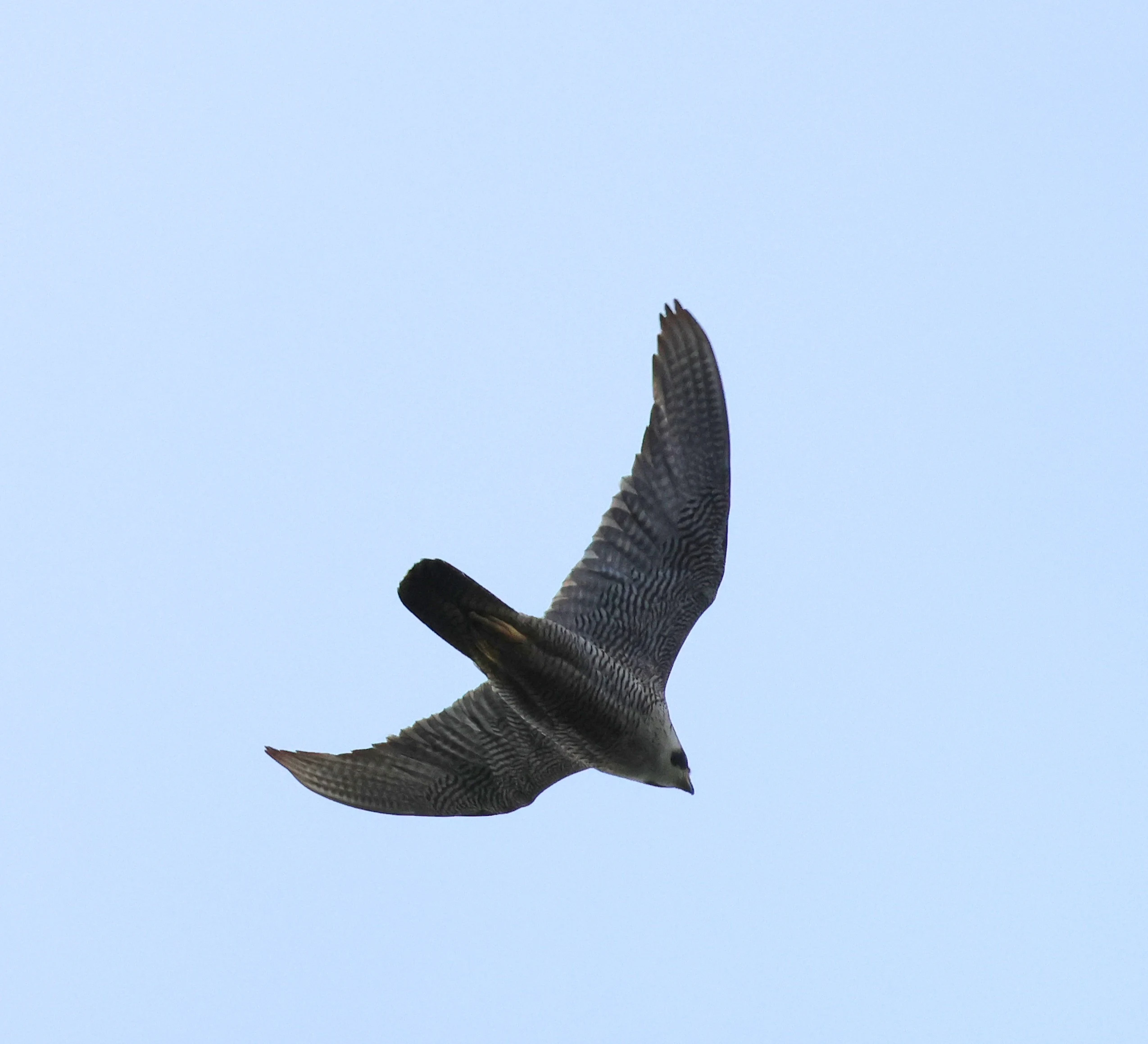 Peregrine Falcon, Dorset Coast, Poole, Dorset, UK — photo by Adam Prugel-Bennett