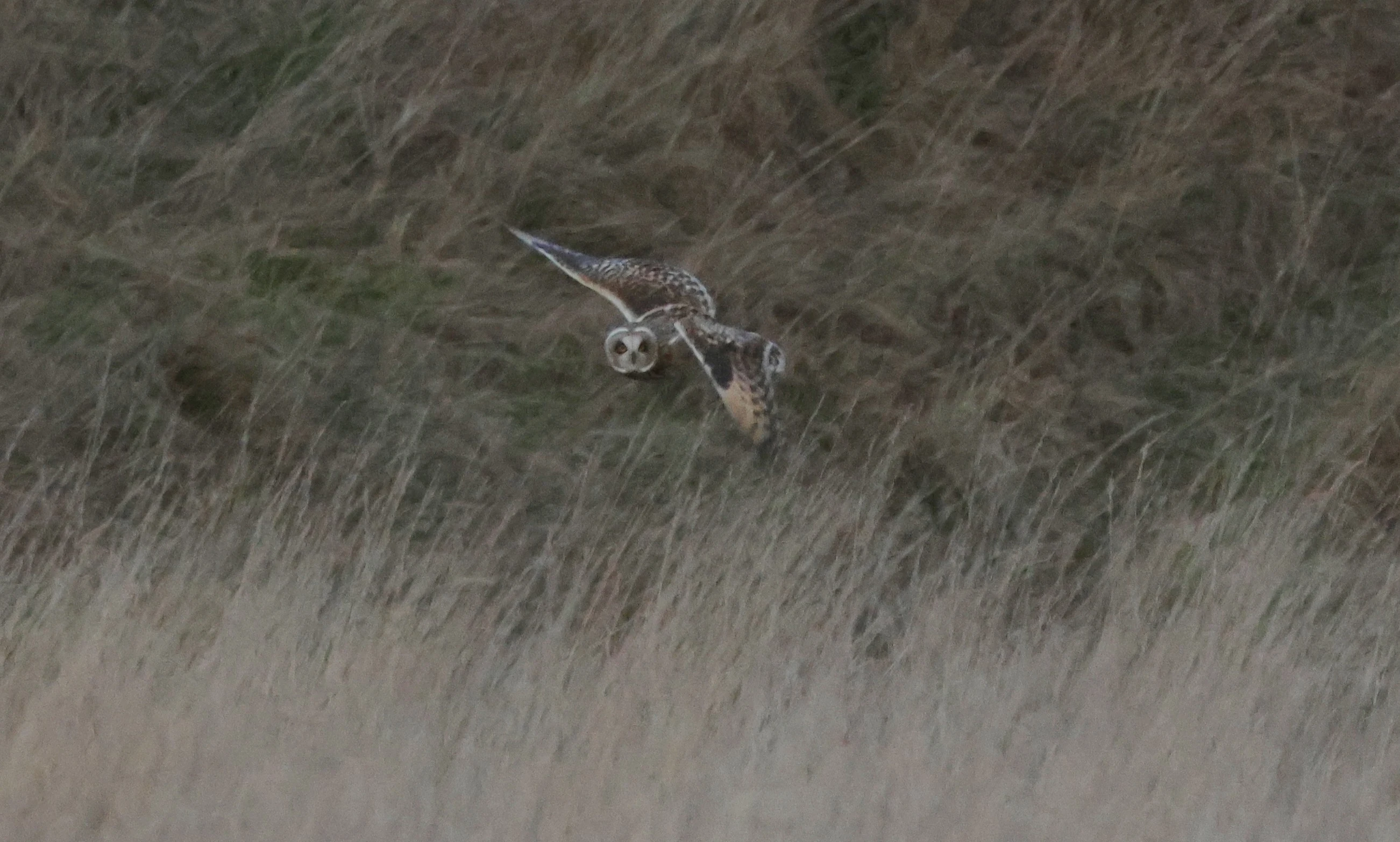 Short-eared Owl, Devil�s Punch Bowl, Wantage, Oxfordshire, UK — photo by Adam Prugel-Bennett