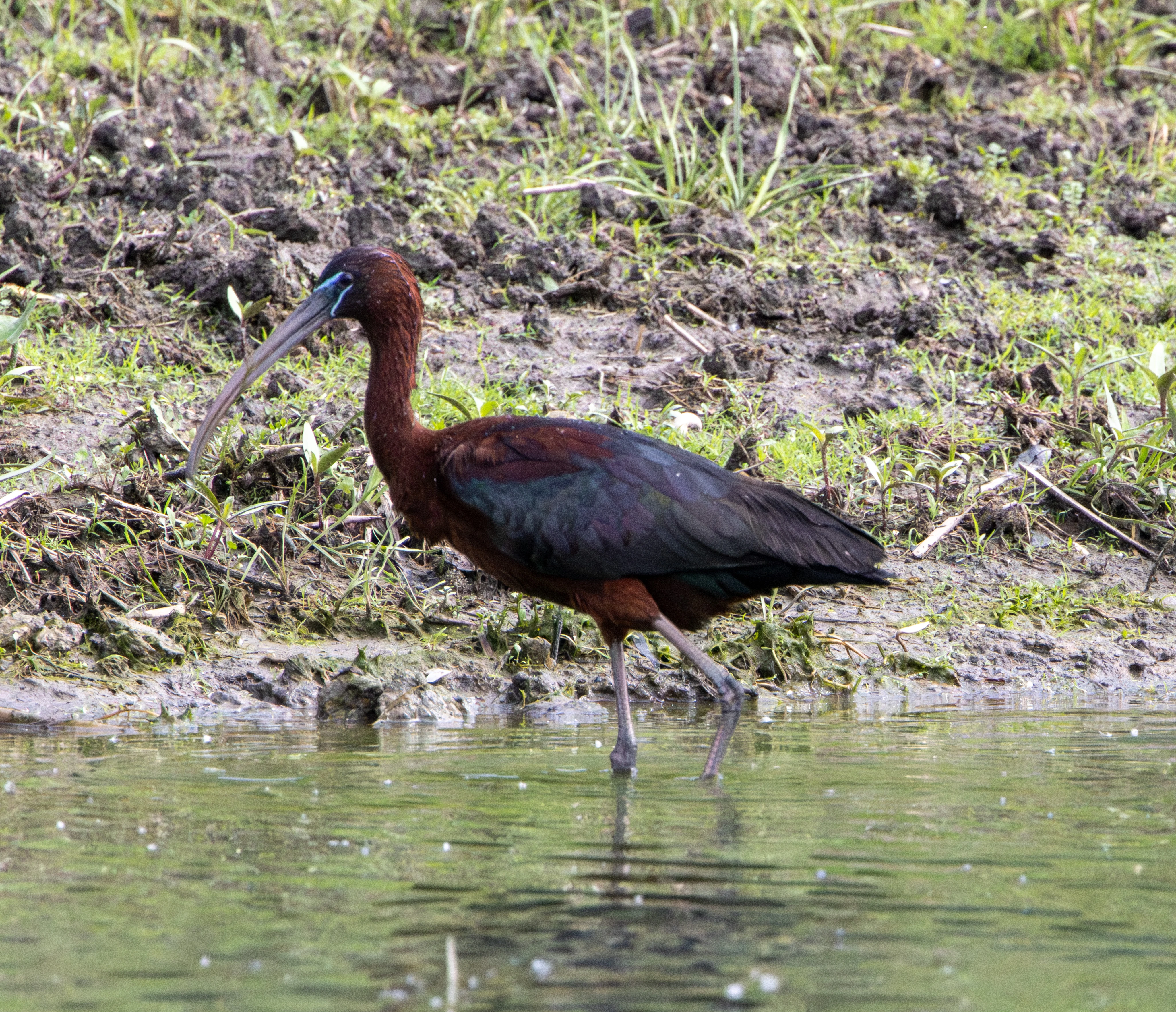 Glossy Ibis, Danube Delta, Romania — photo by Adam Prugel-Bennett