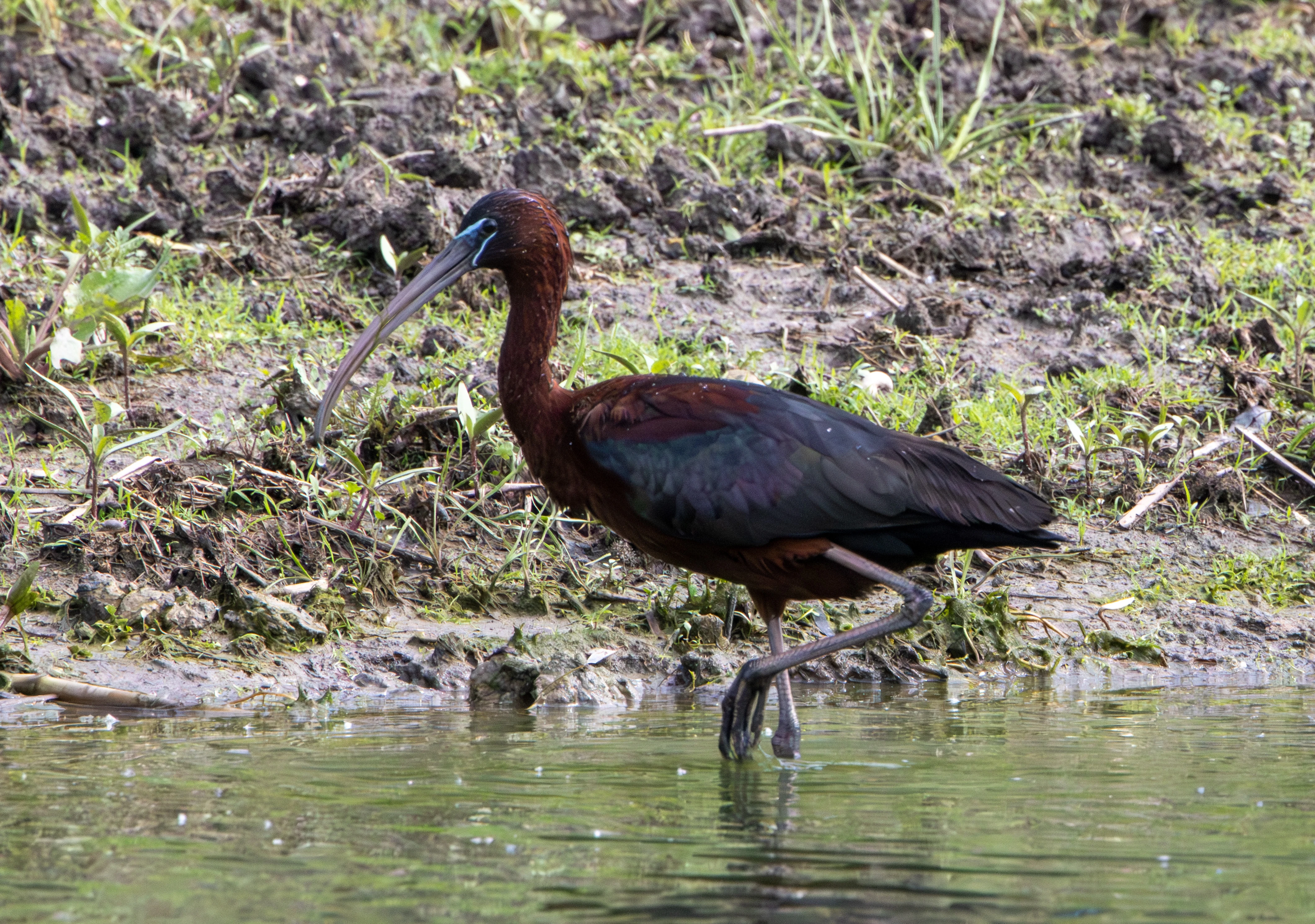 Glossy Ibis, Danube Delta, Romania — photo by Adam Prugel-Bennett