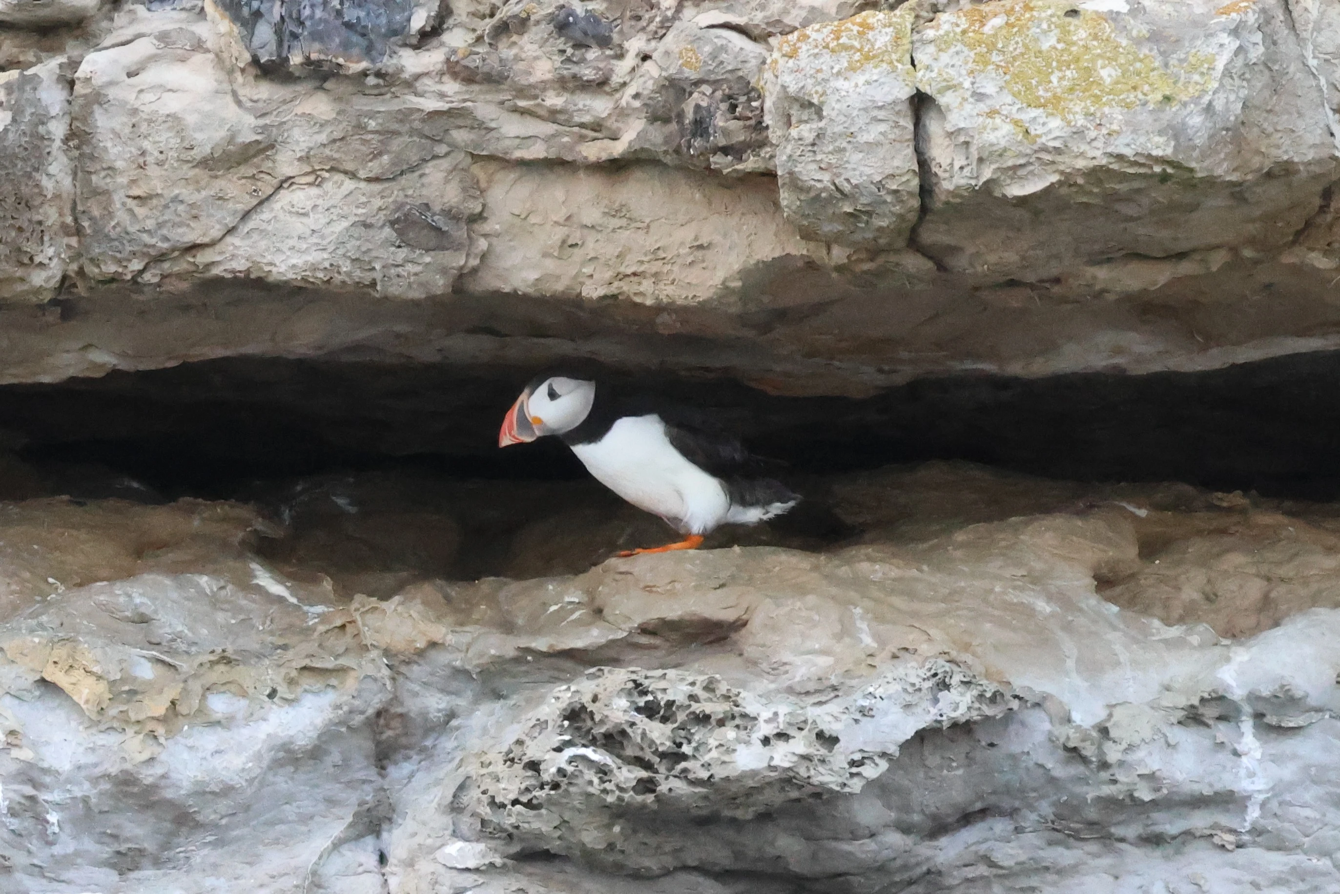 Puffin, Dorset Coast, Poole, Dorset, UK — photo by Adam Prugel-Bennett