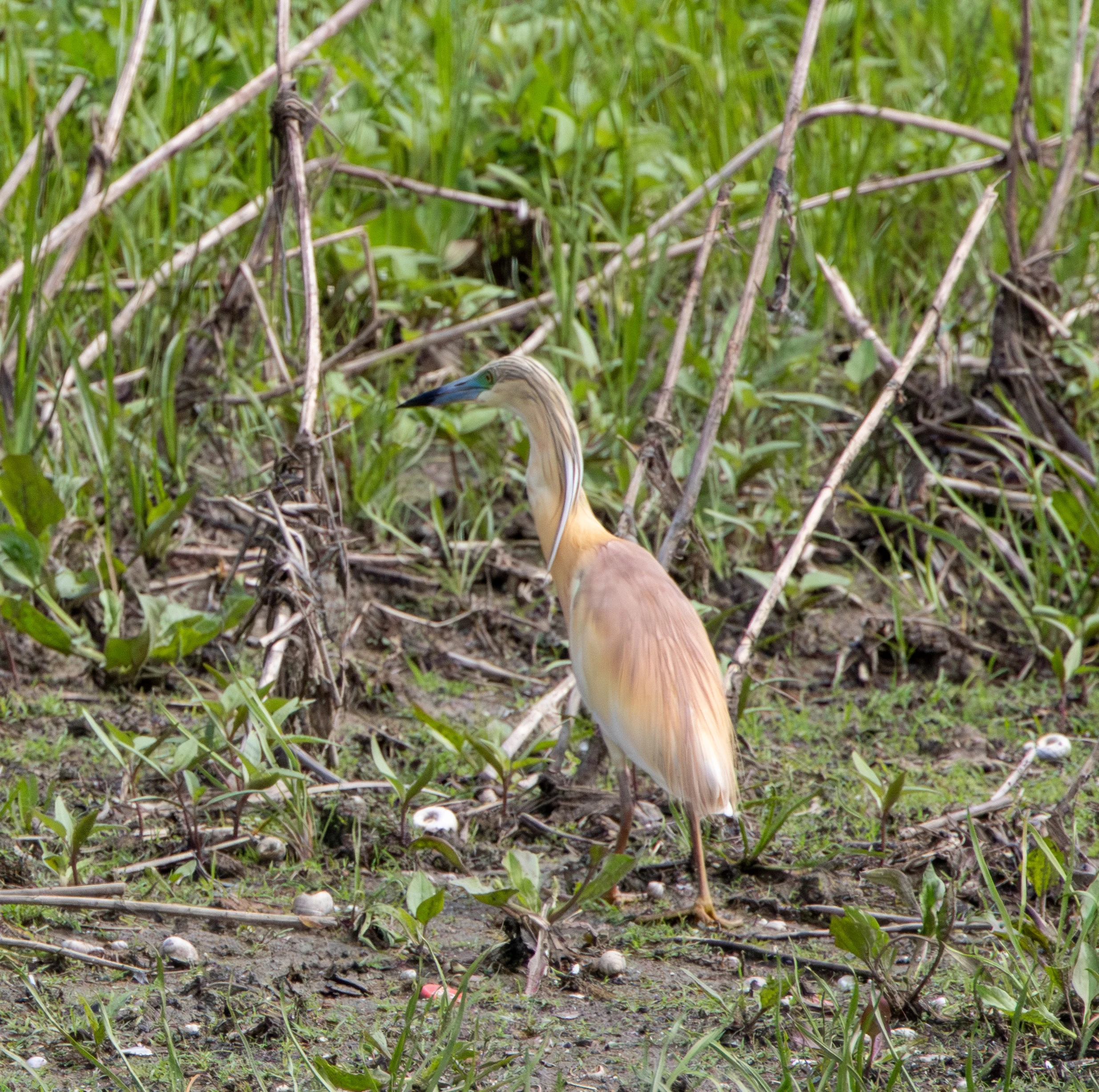 Squacco Heron, Danube Delta, Romania — photo by Adam Prugel-Bennett