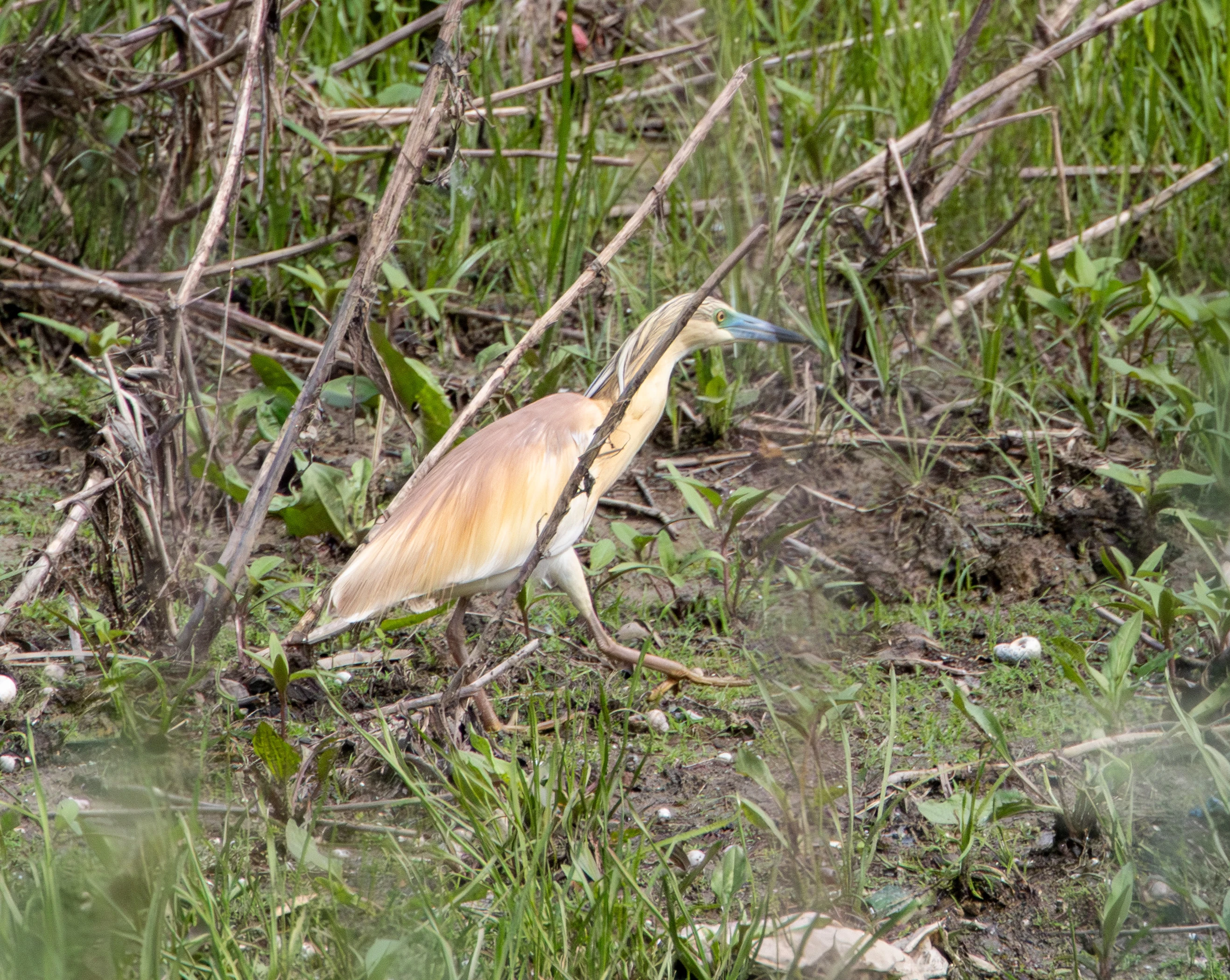 Squacco Heron, Danube Delta, Romania — photo by Adam Prugel-Bennett