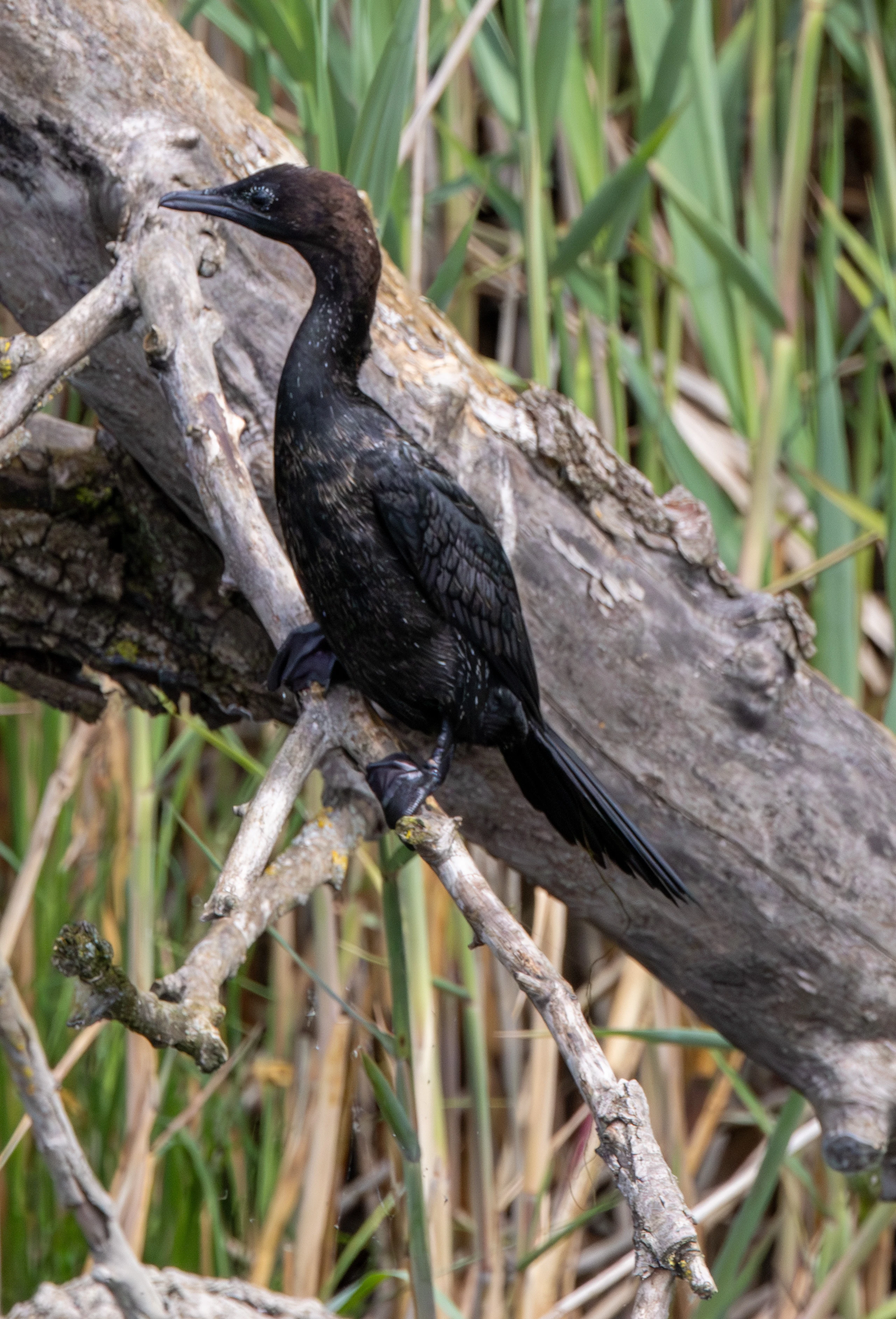 Pygmy Cormorant, Danube Delta, Romania — photo by Adam Prugel-Bennett