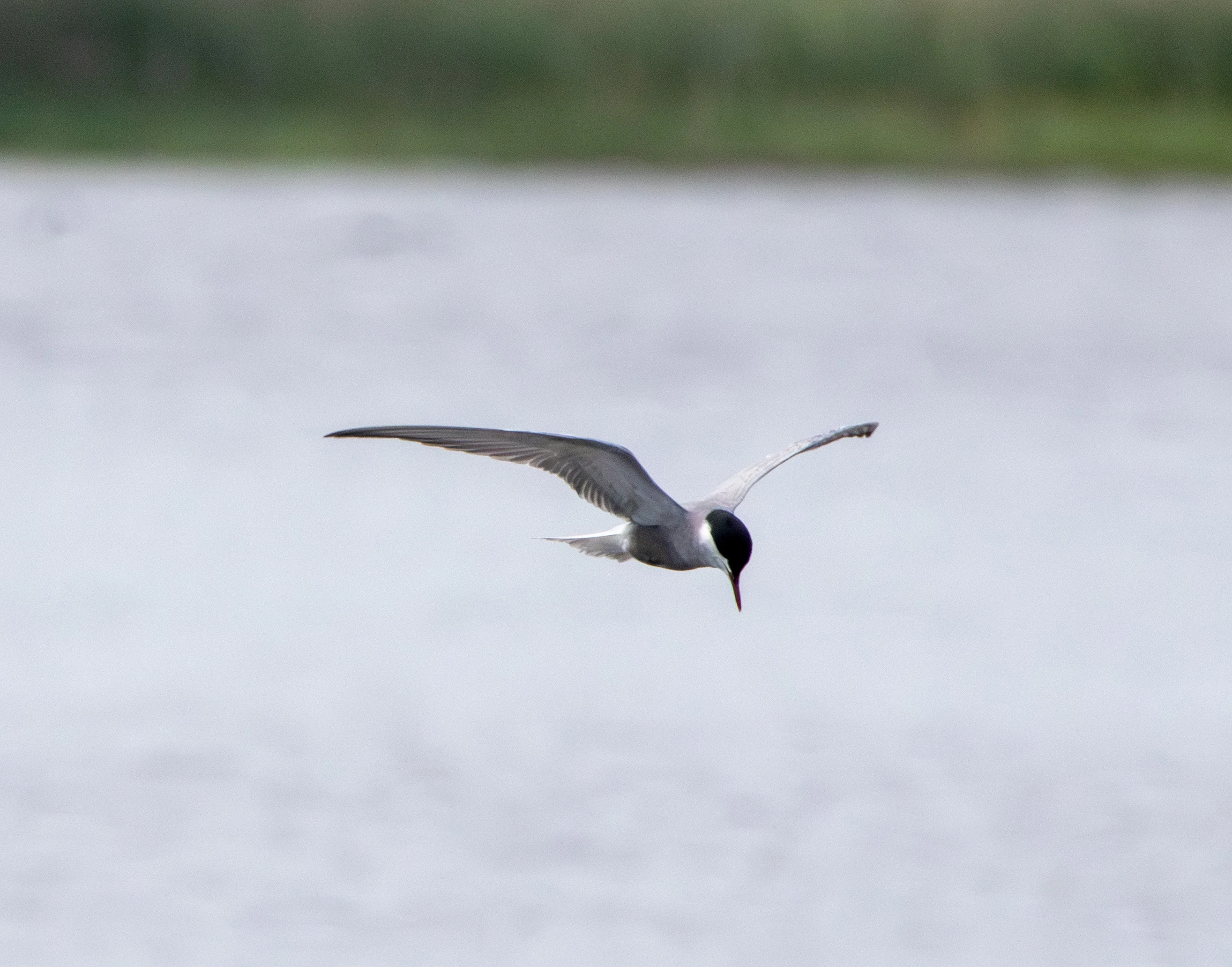 Common Tern, Danube Delta, Romania — photo by Adam Prugel-Bennett