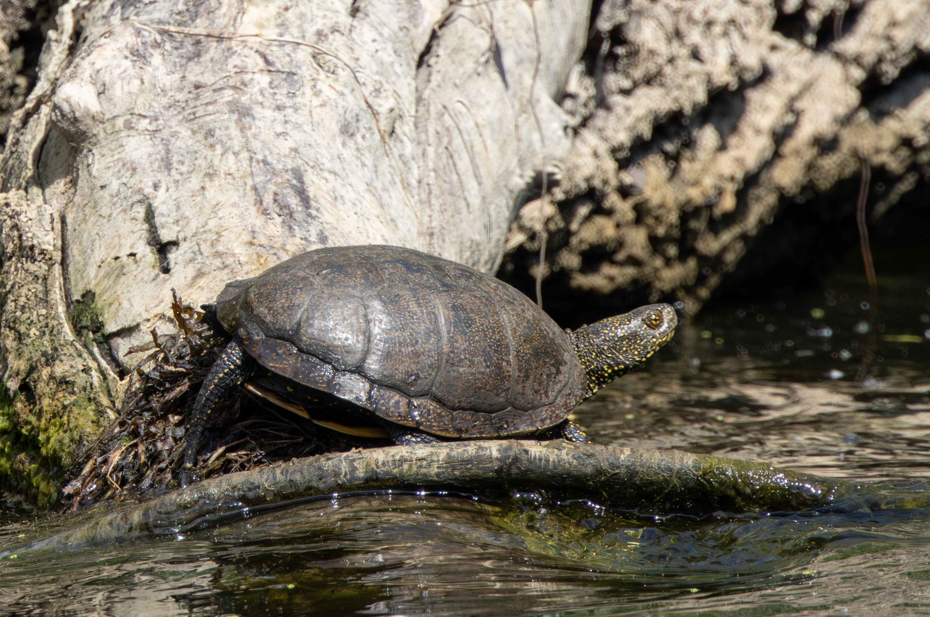 European Pond Turtle, Danube Delta, Romania — photo by Adam Prugel-Bennett