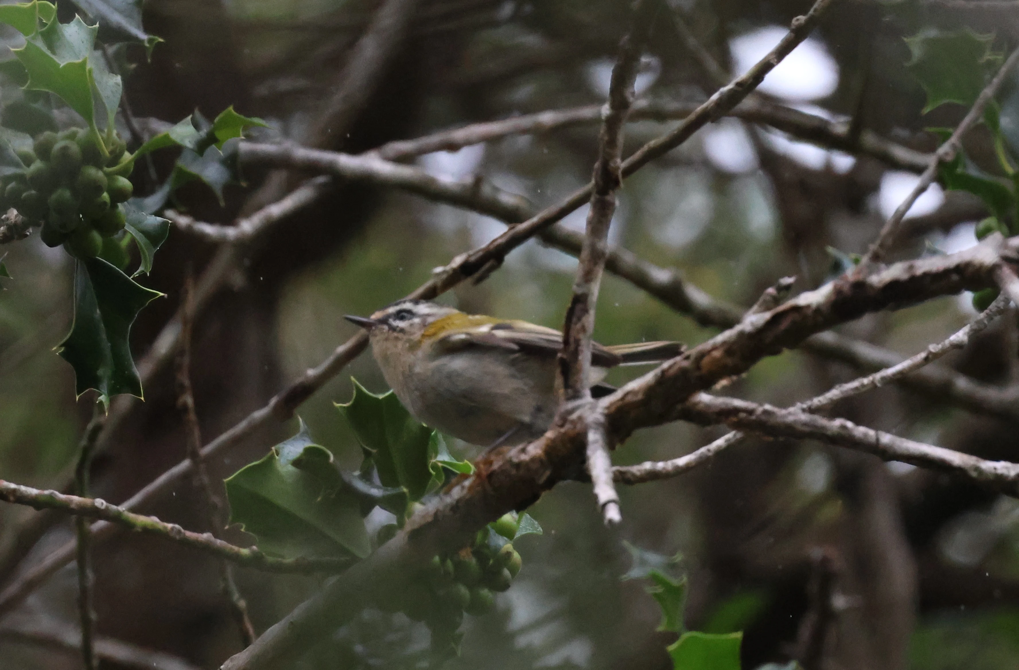 Firecrest, New Forest, UK — photo by Adam Prugel-Bennett