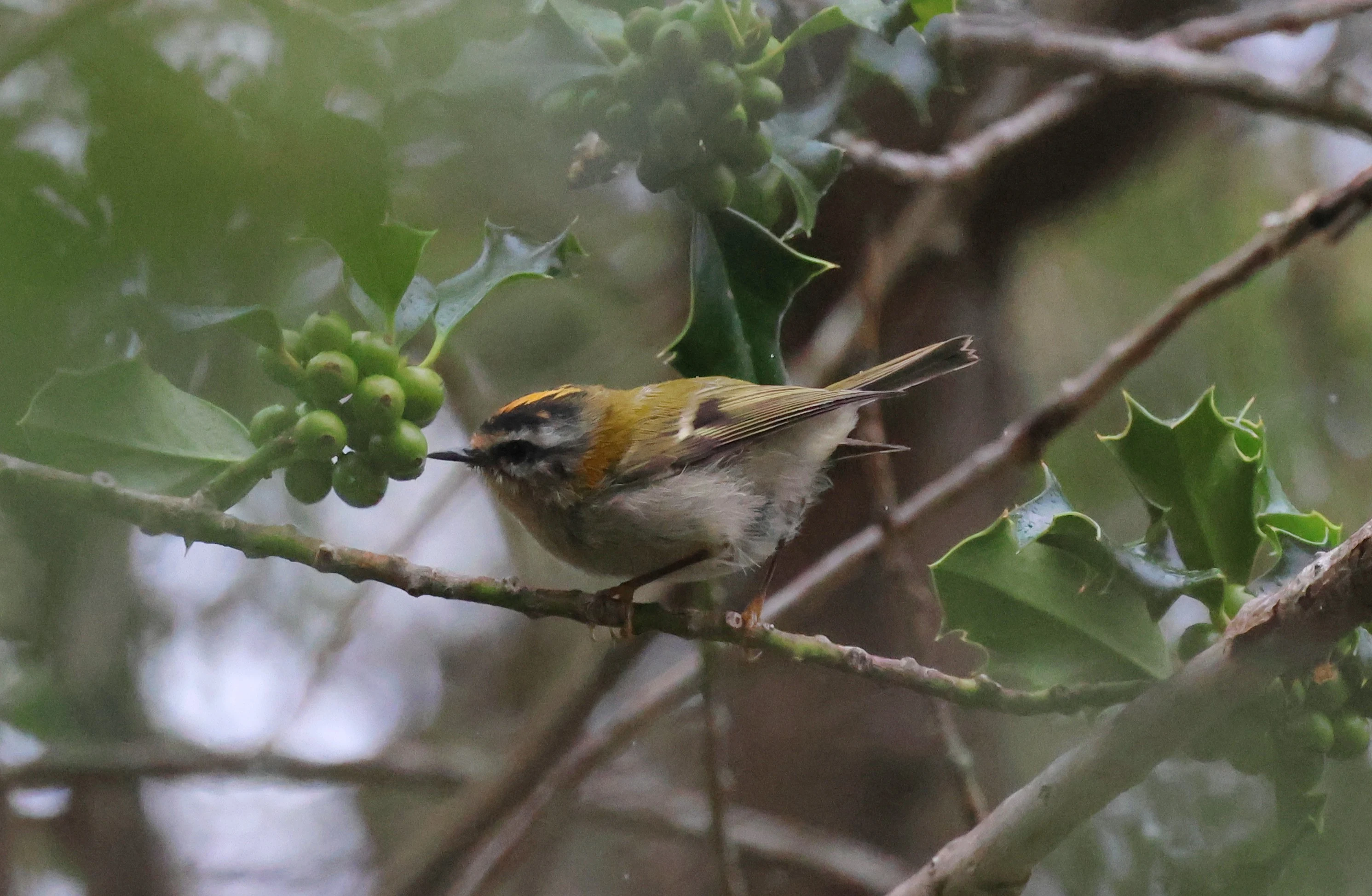 Firecrest, New Forest, UK — photo by Adam Prugel-Bennett