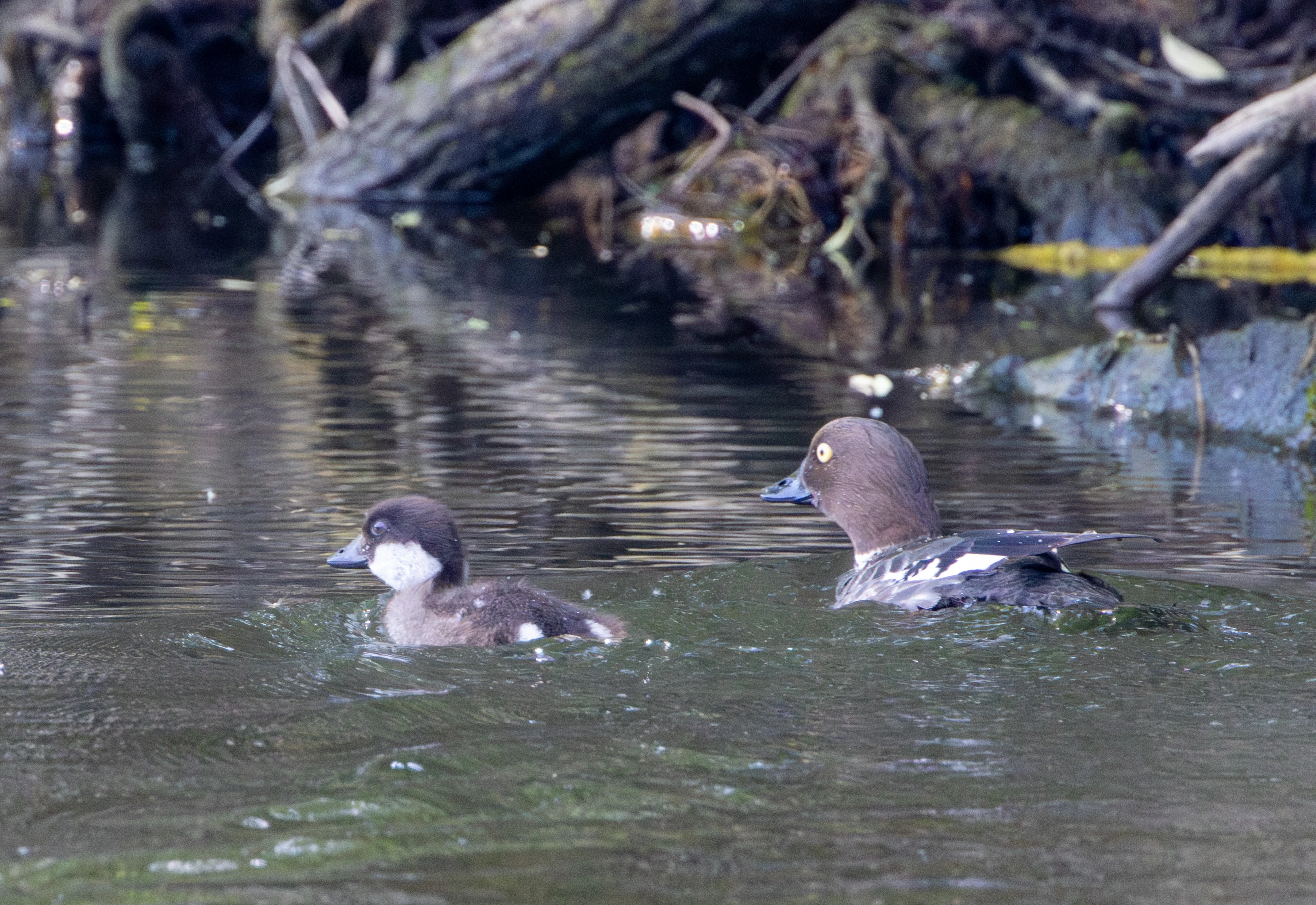 Female Common Goldeneye with duckling, Danube Delta, Romania — photo by Adam Prugel-Bennett