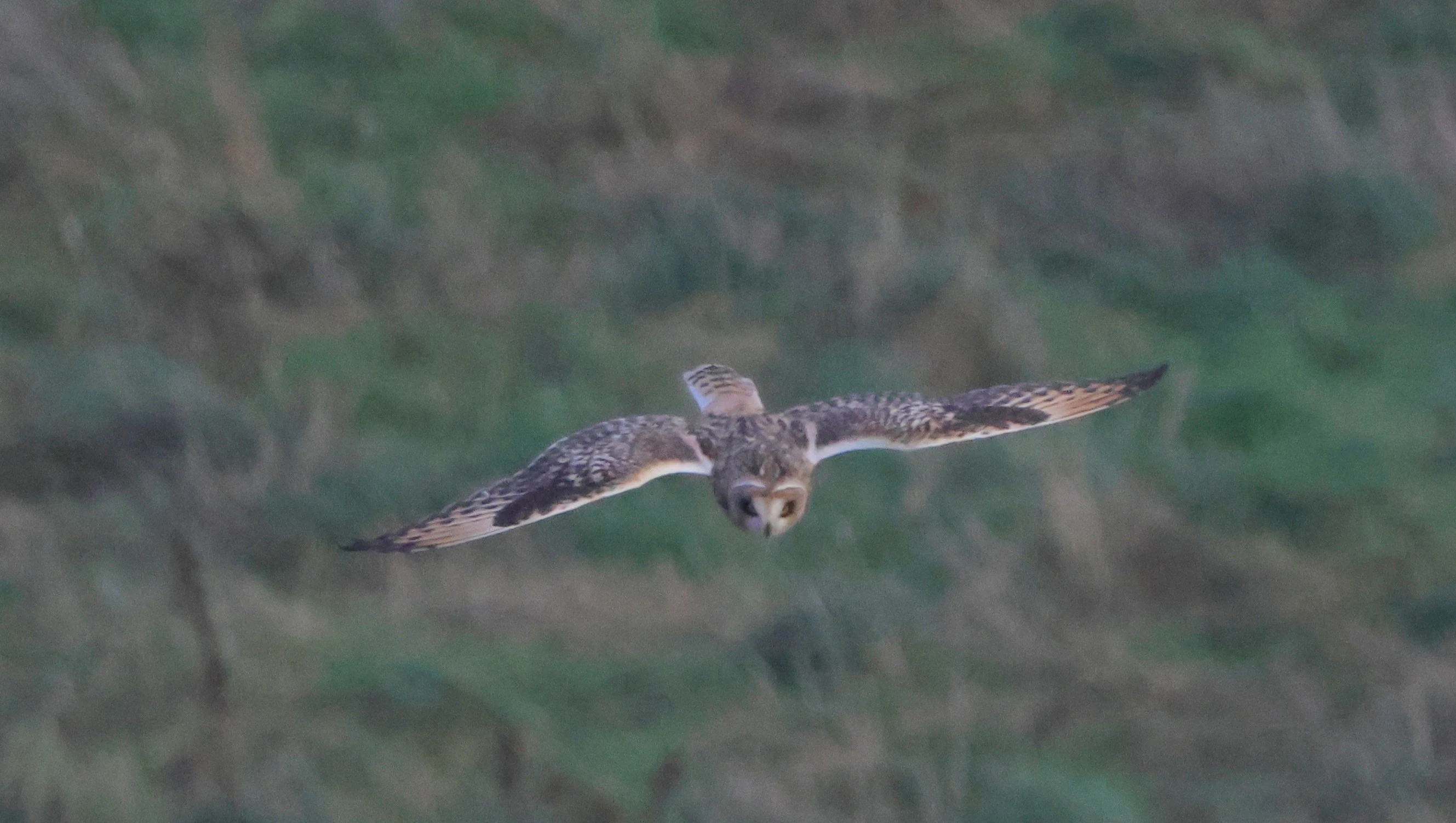 Short-eared Owl, Devil�s Punch Bowl, Wantage, Oxfordshire, UK — photo by Adam Prugel-Bennett