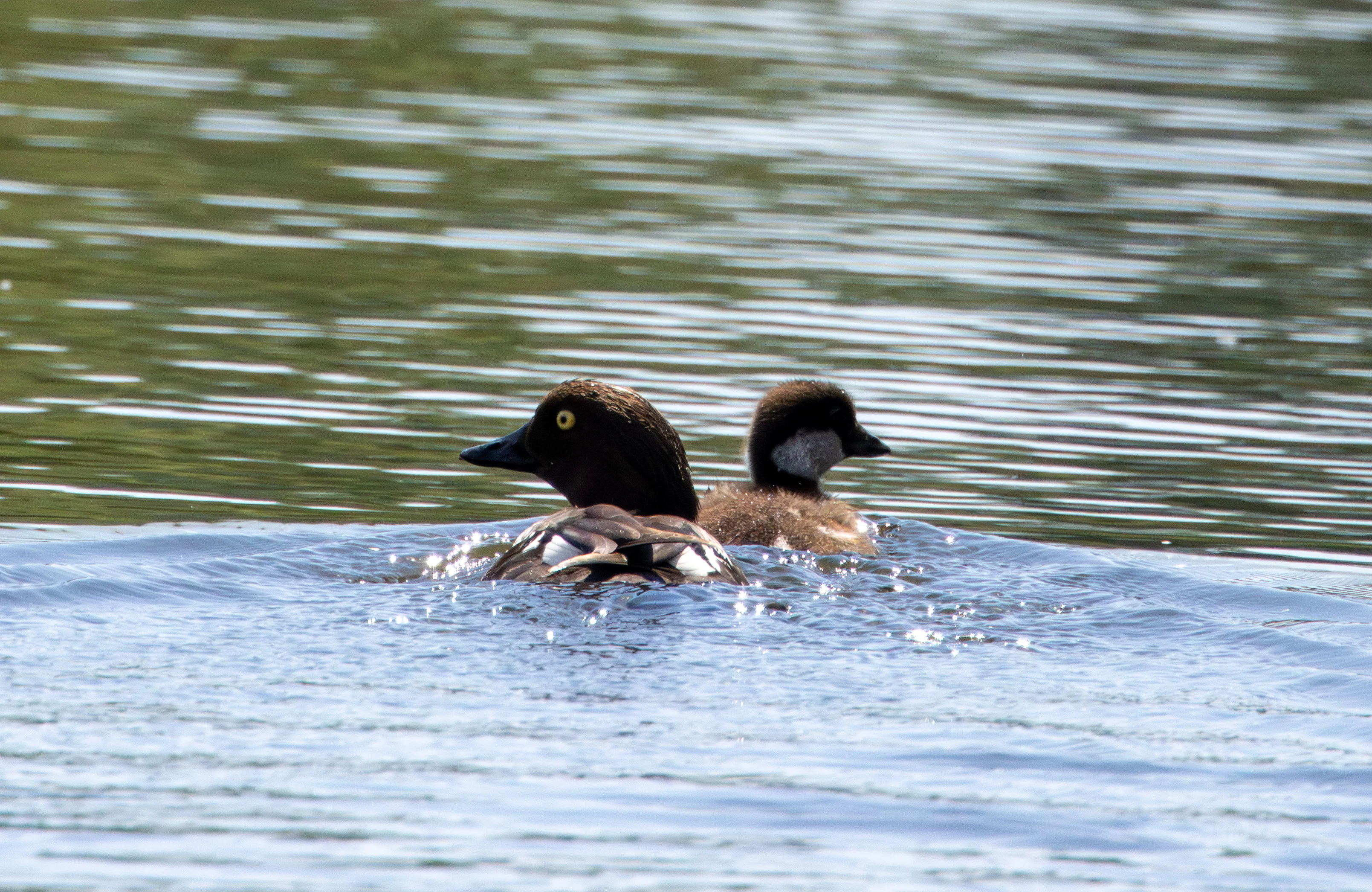 Goldeneye pair, Danube Delta, Romania — photo by Adam Prugel-Bennett