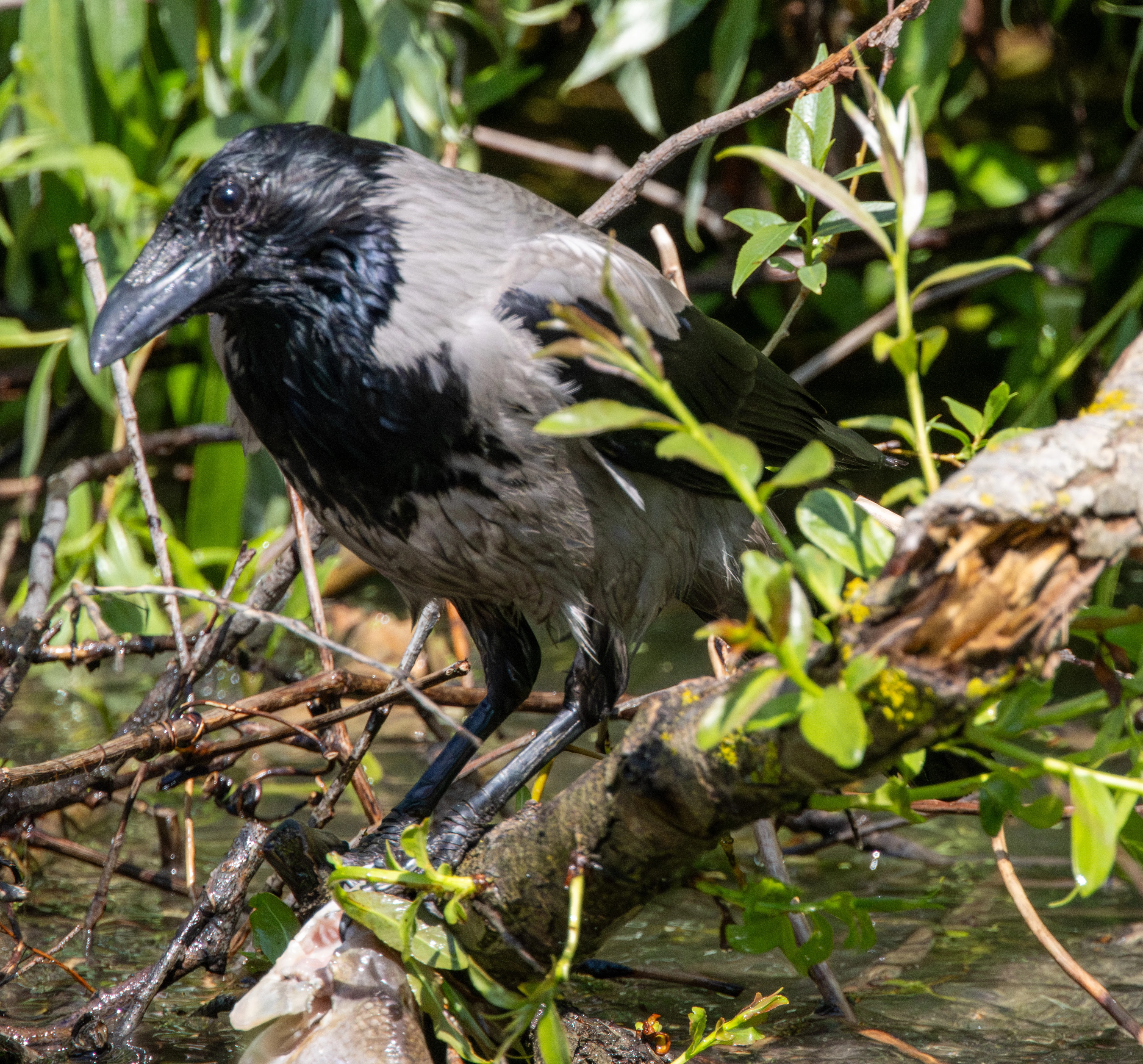 Hooded Crow, Danube Delta, Romania — photo by Adam Prugel-Bennett