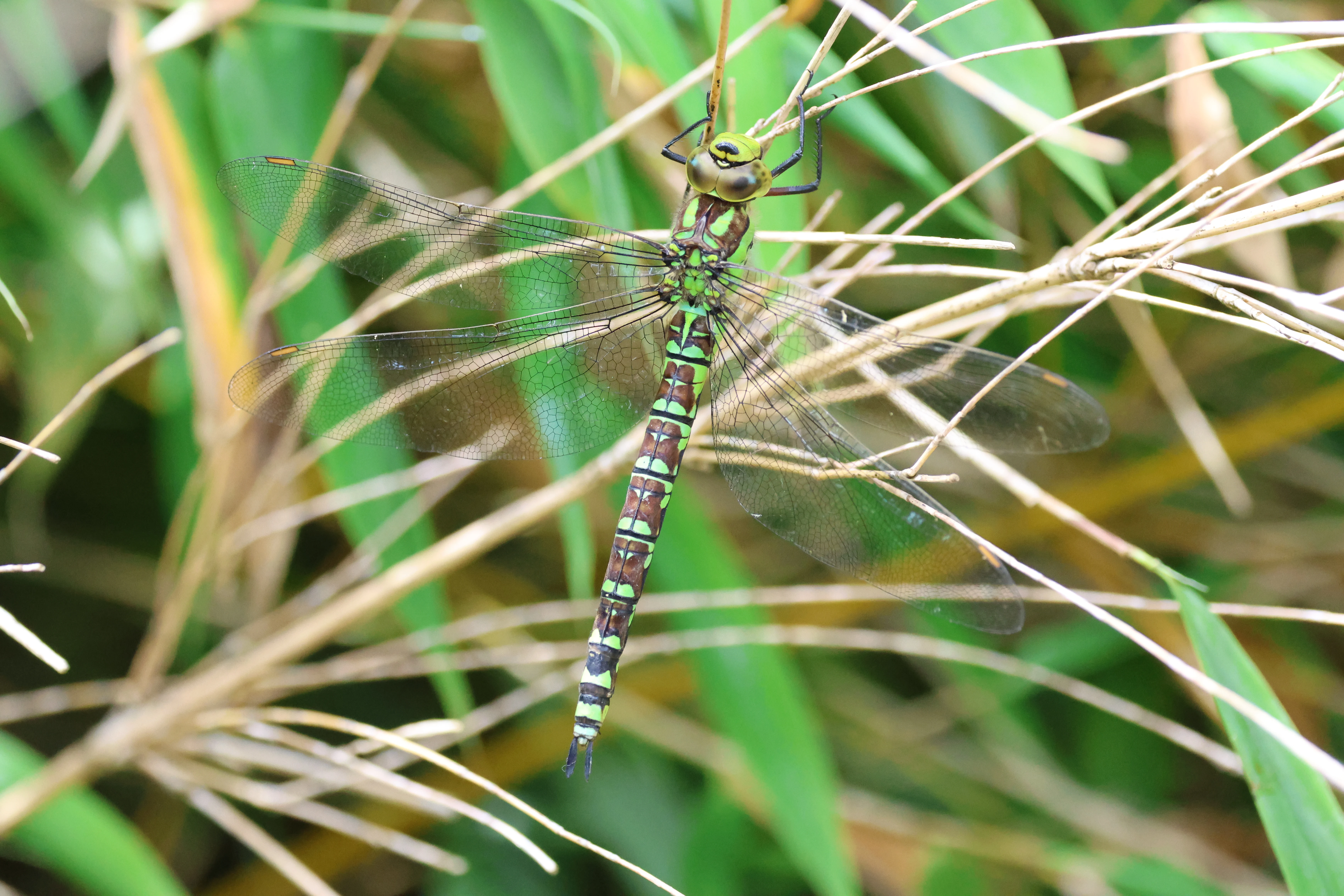 Female Southern Hawker, Garden, Totton, New Forest, UK — photo by Adam Prugel-Bennett