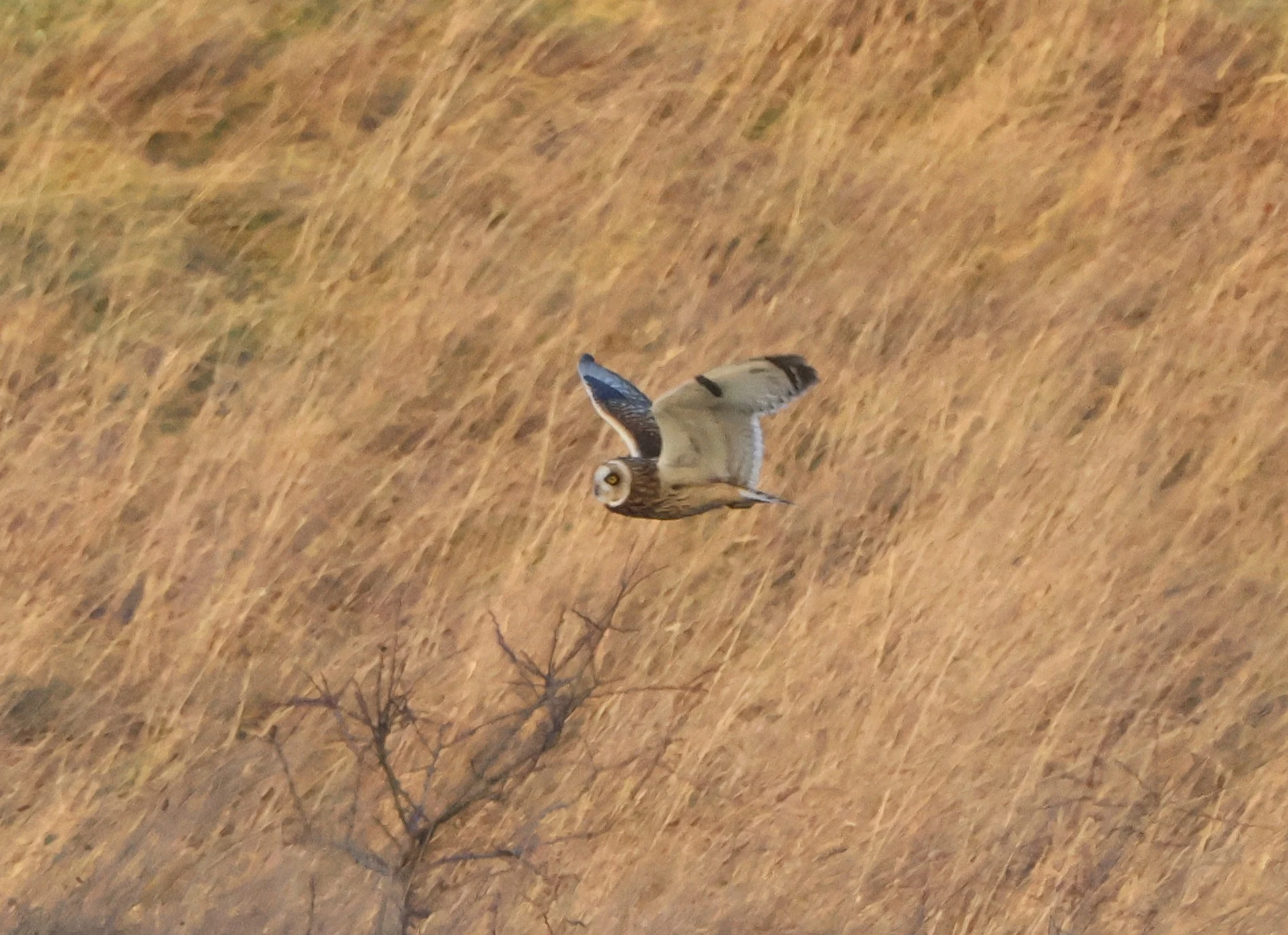Short-eared Owl, Devil�s Punch Bowl, Wantage, Oxfordshire, UK — photo by Adam Prugel-Bennett