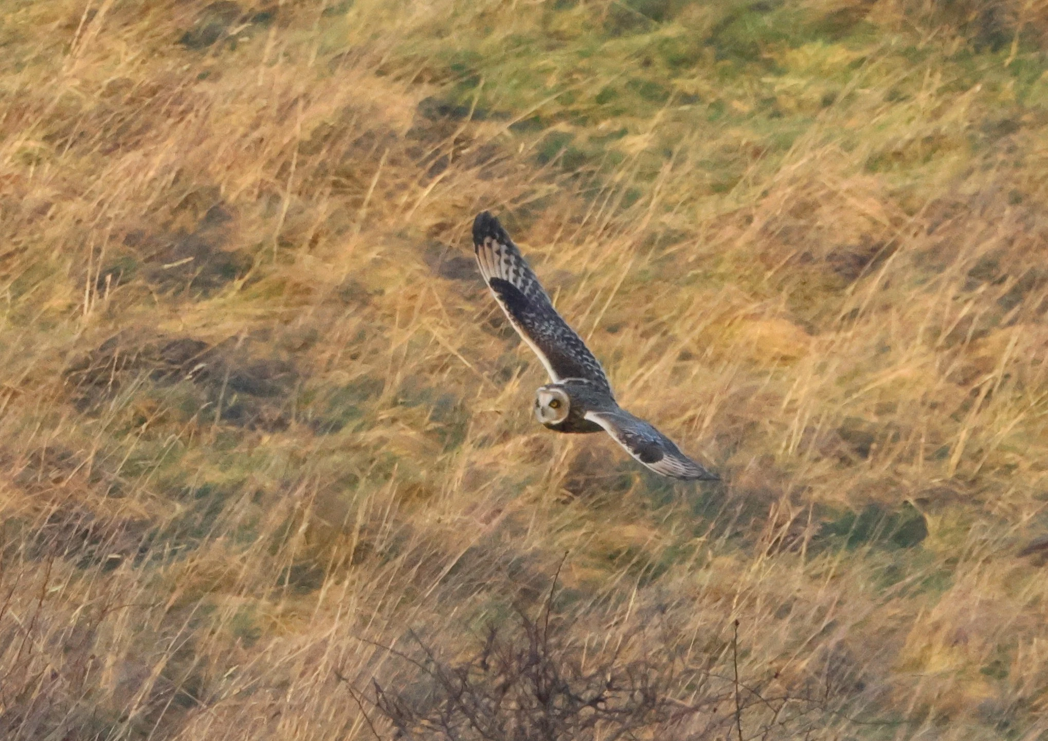 Short-eared Owl, Devil�s Punch Bowl, Wantage, Oxfordshire, UK — photo by Adam Prugel-Bennett