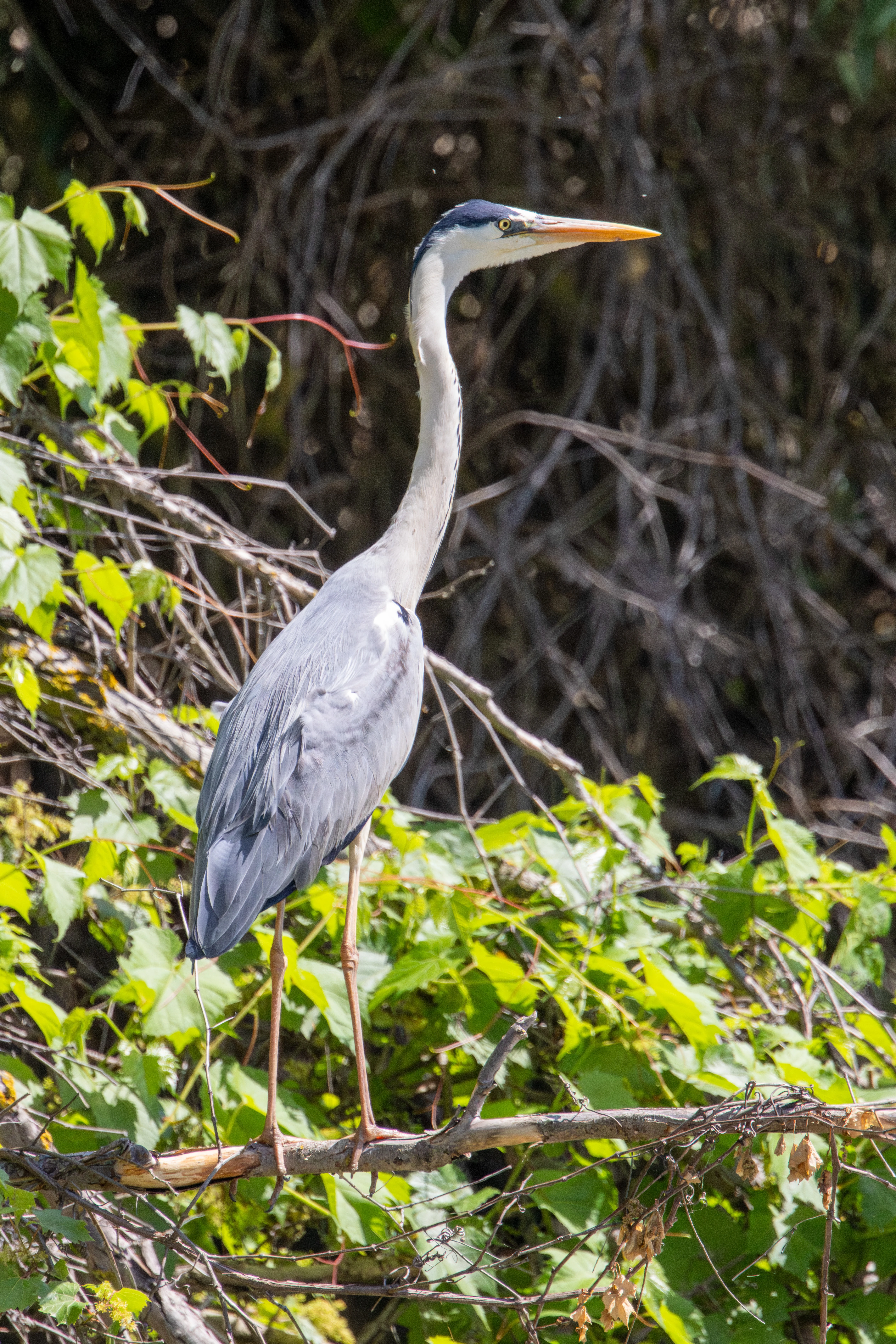 Grey Heron, Danube Delta, Romania — photo by Adam Prugel-Bennett