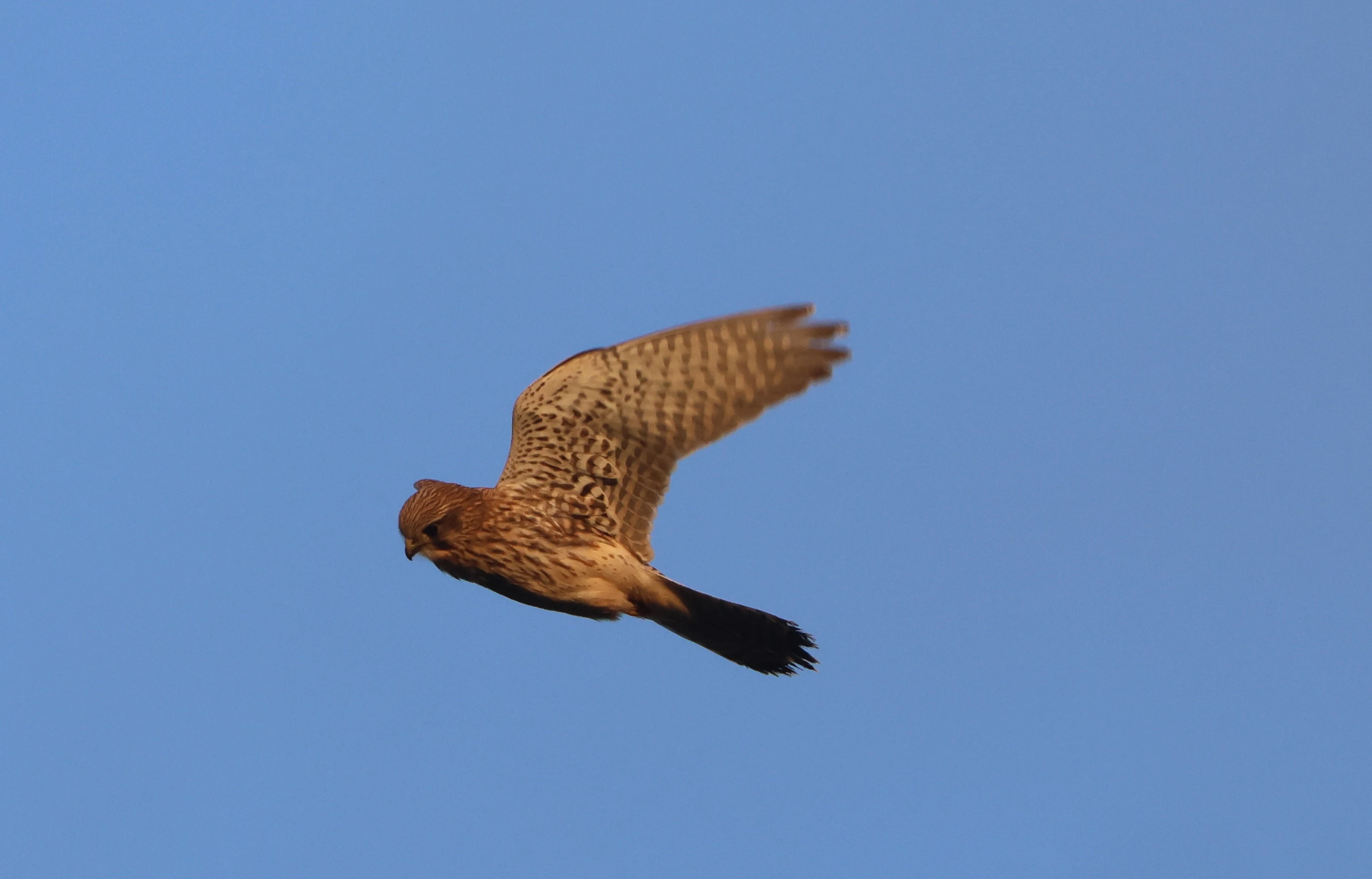 Kestrel, Devil�s Punch Bowl, Wantage, Oxfordshire, UK — photo by Adam Prugel-Bennett