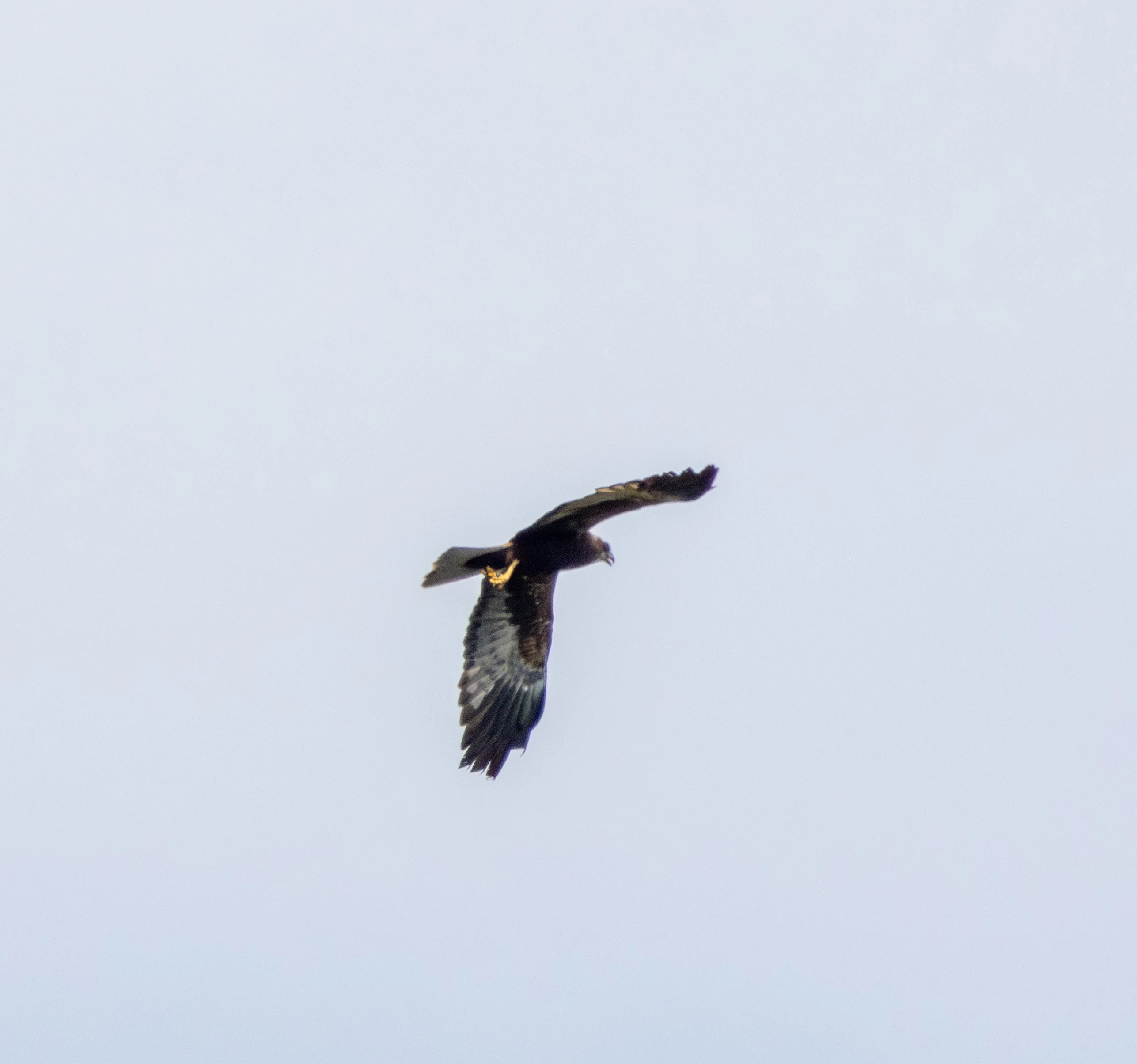 Marsh Harrier, Danube Delta, Romania — photo by Adam Prugel-Bennett