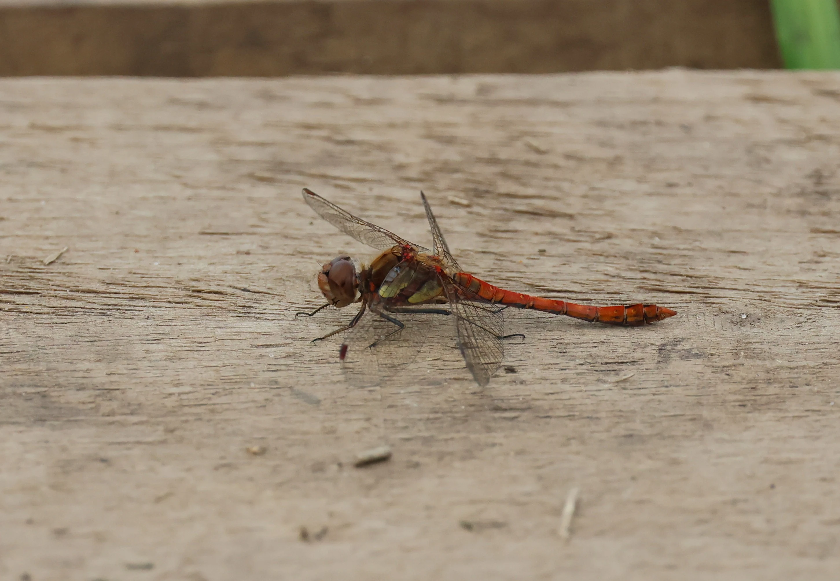 Male Ruddy Darter, Lower Test, Totton, New Forest, UK — photo by Adam Prugel-Bennett