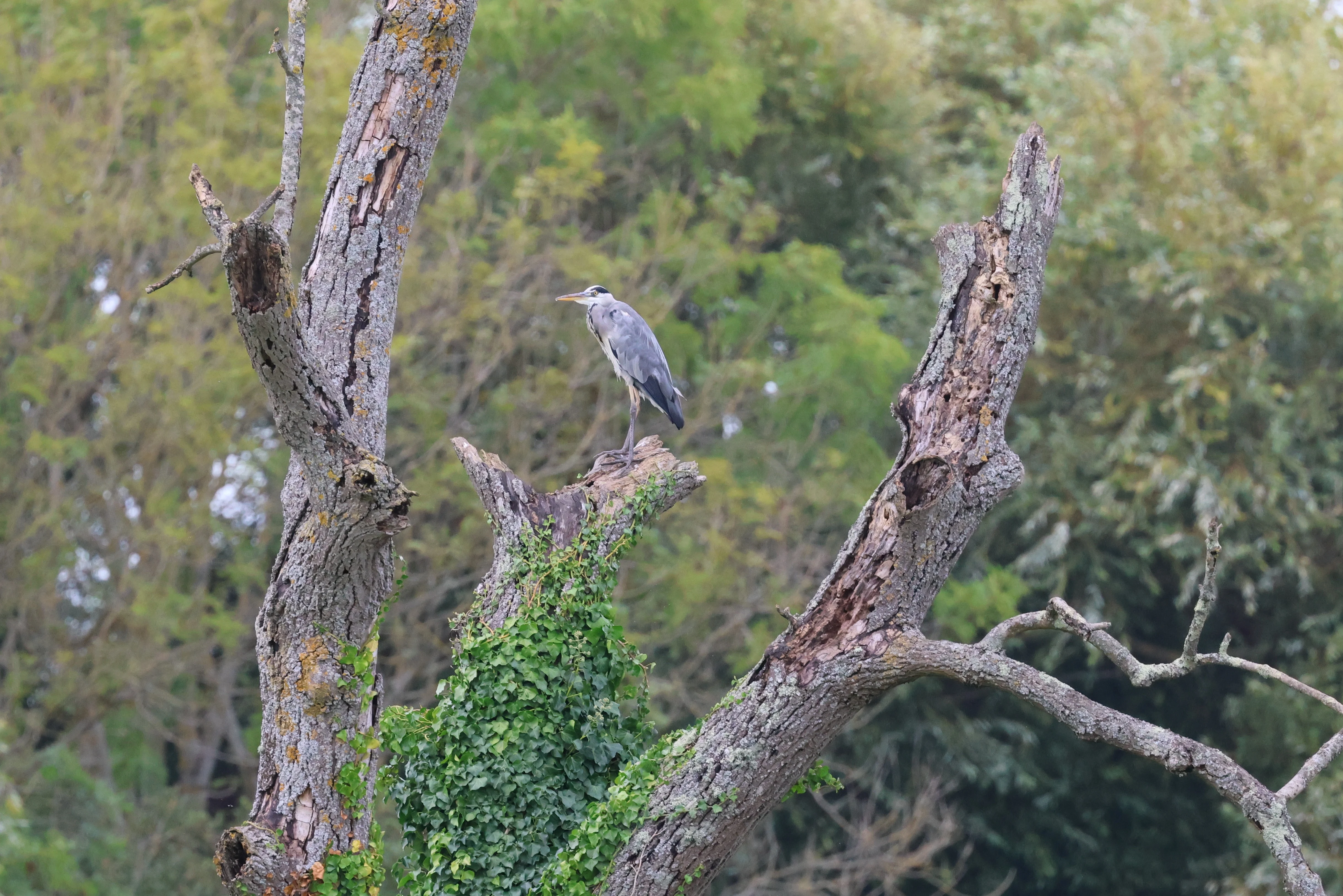 Grey Heron, Lower Test, Totton, New Forest, UK — photo by Adam Prugel-Bennett