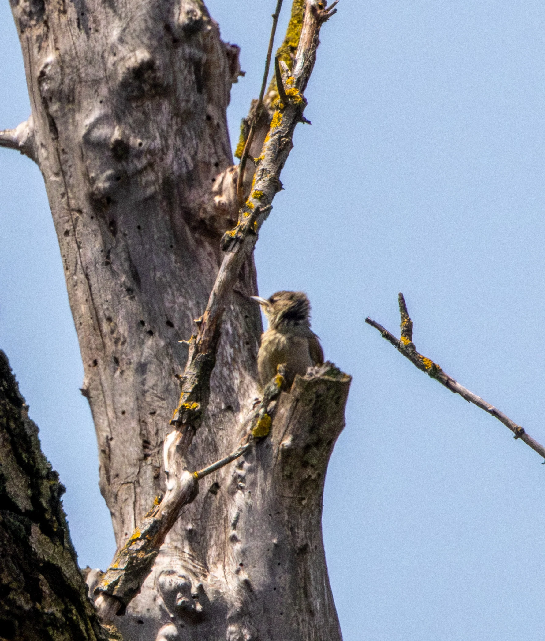 Grey-headed Woodpecker, Danube Delta, Romania — photo by Adam Prugel-Bennett