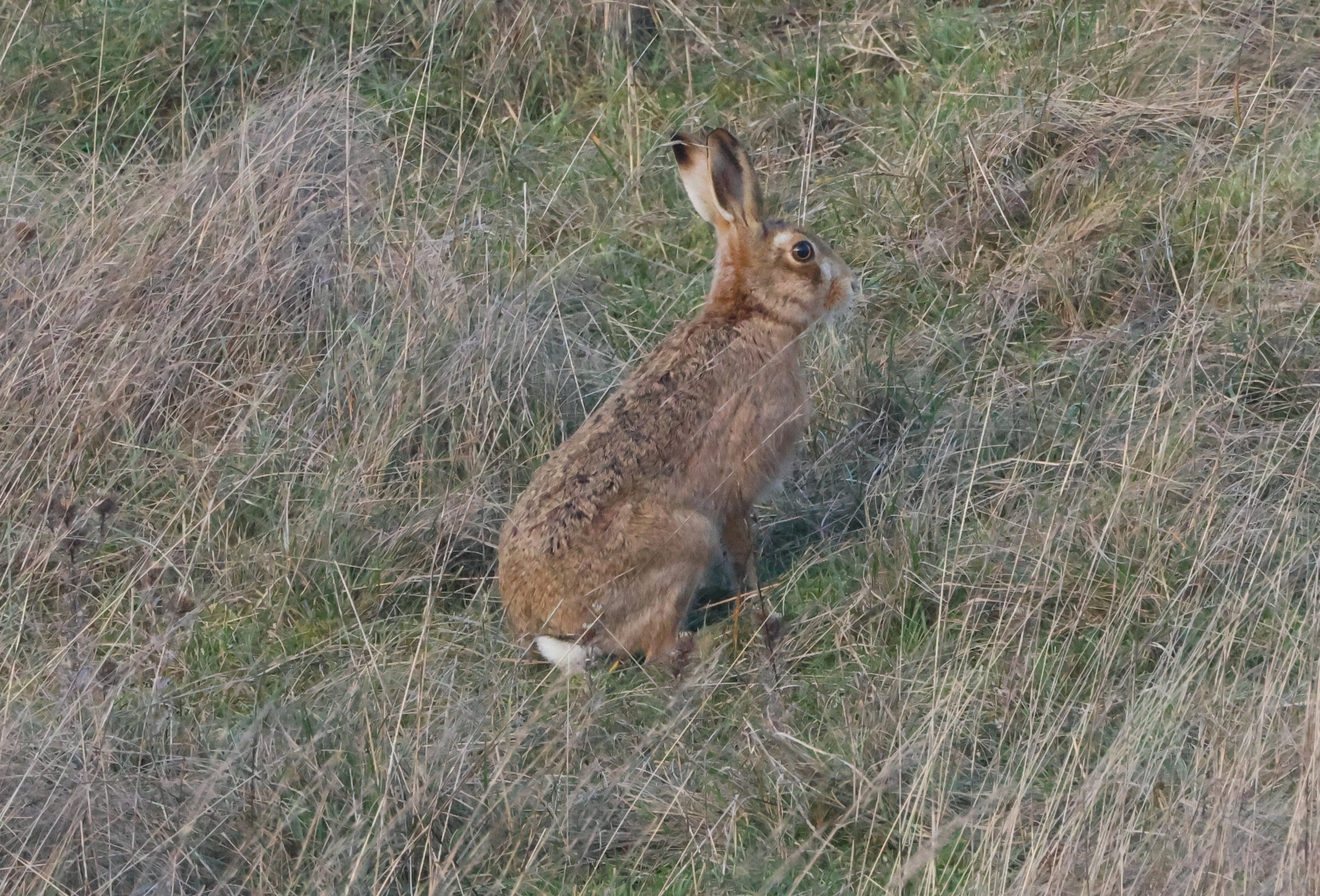 Hare, Devil�s Punch Bowl, Wantage, Oxfordshire, UK — photo by Adam Prugel-Bennett