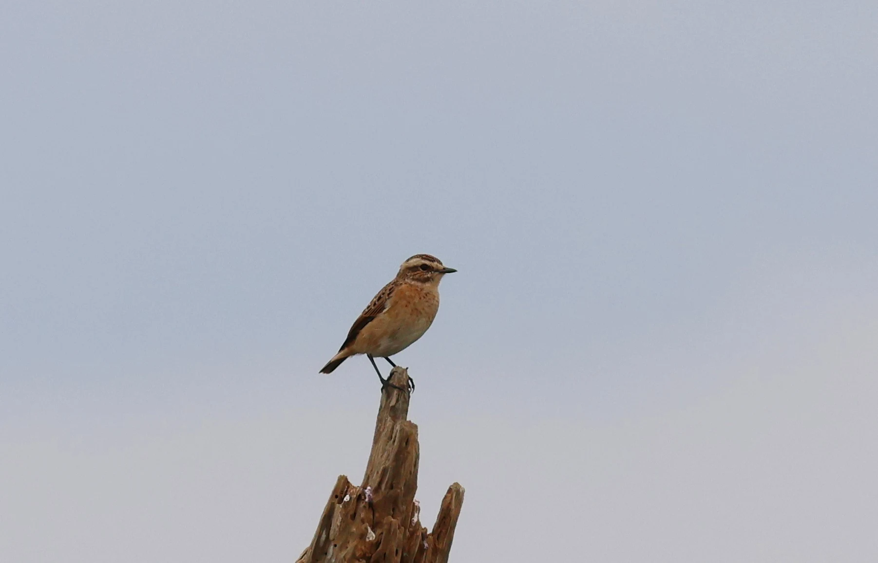 Winchat, Lower Test, Totton, New Forest, UK — photo by Adam Prugel-Bennett
