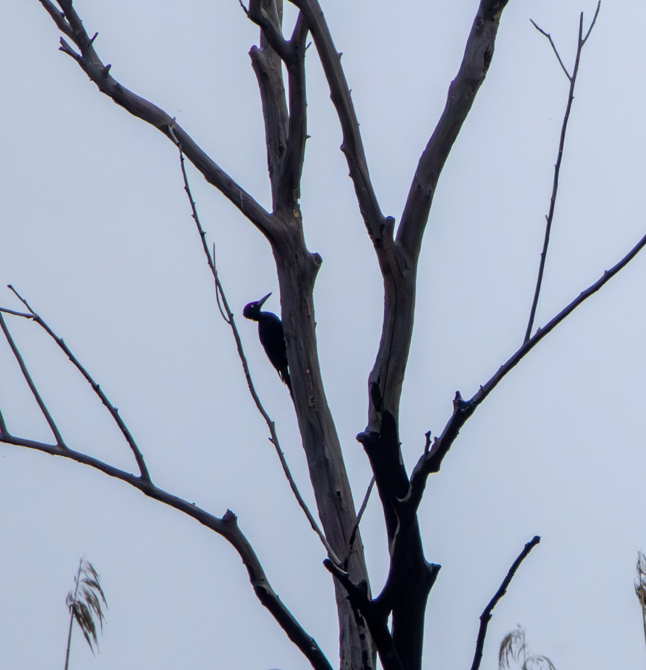 Black Woodpecker, Danube Delta, Romania — photo by Adam Prugel-Bennett