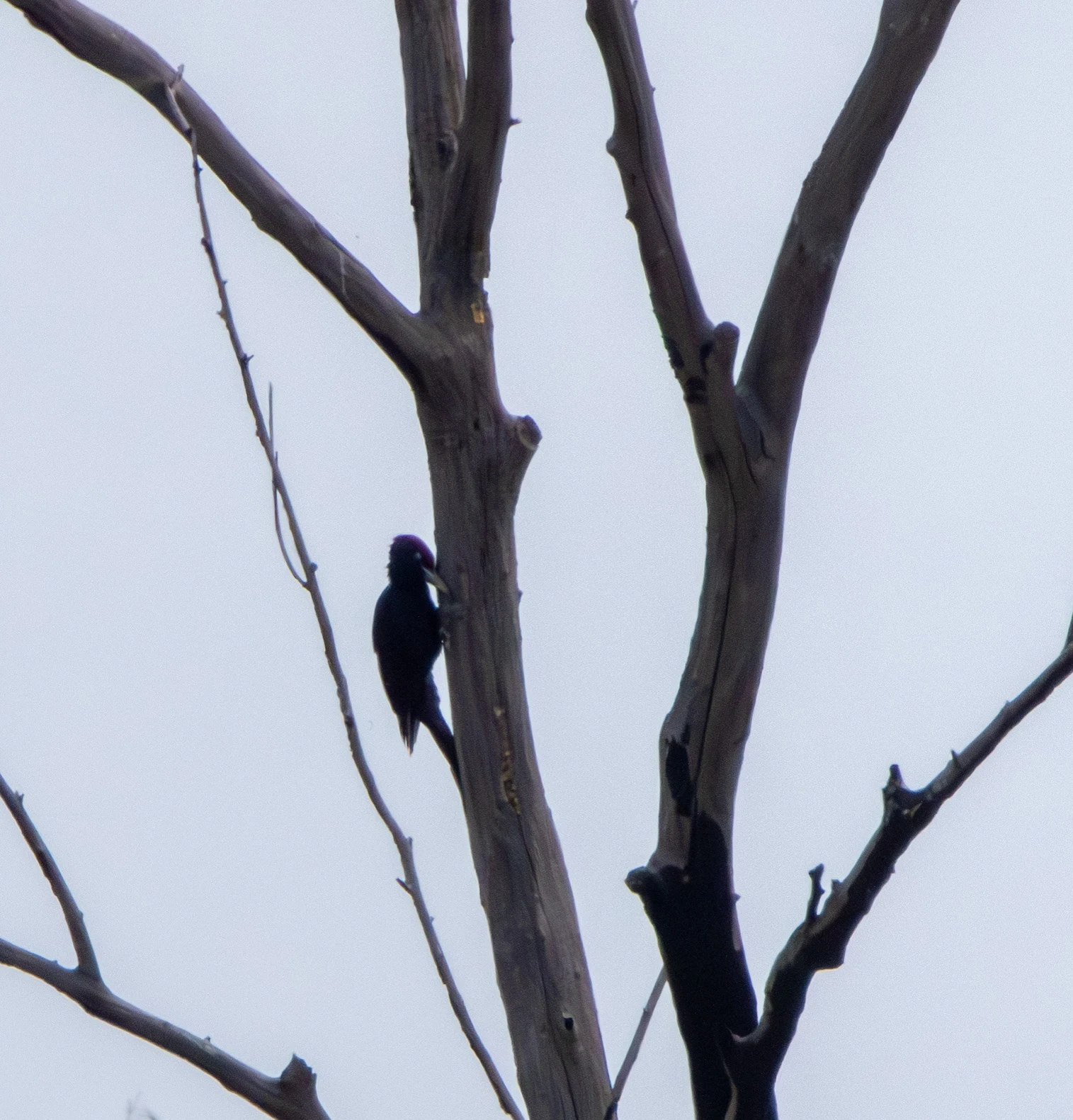 Black Woodpecker on tree trunk, Danube Delta, Romania — photo by Adam Prugel-Bennett