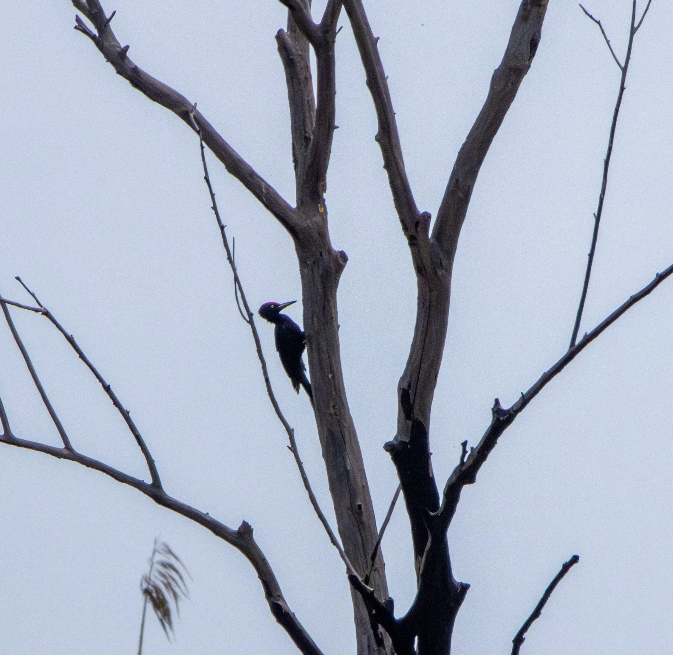 Black Woodpecker, Danube Delta, Romania — photo by Adam Prugel-Bennett