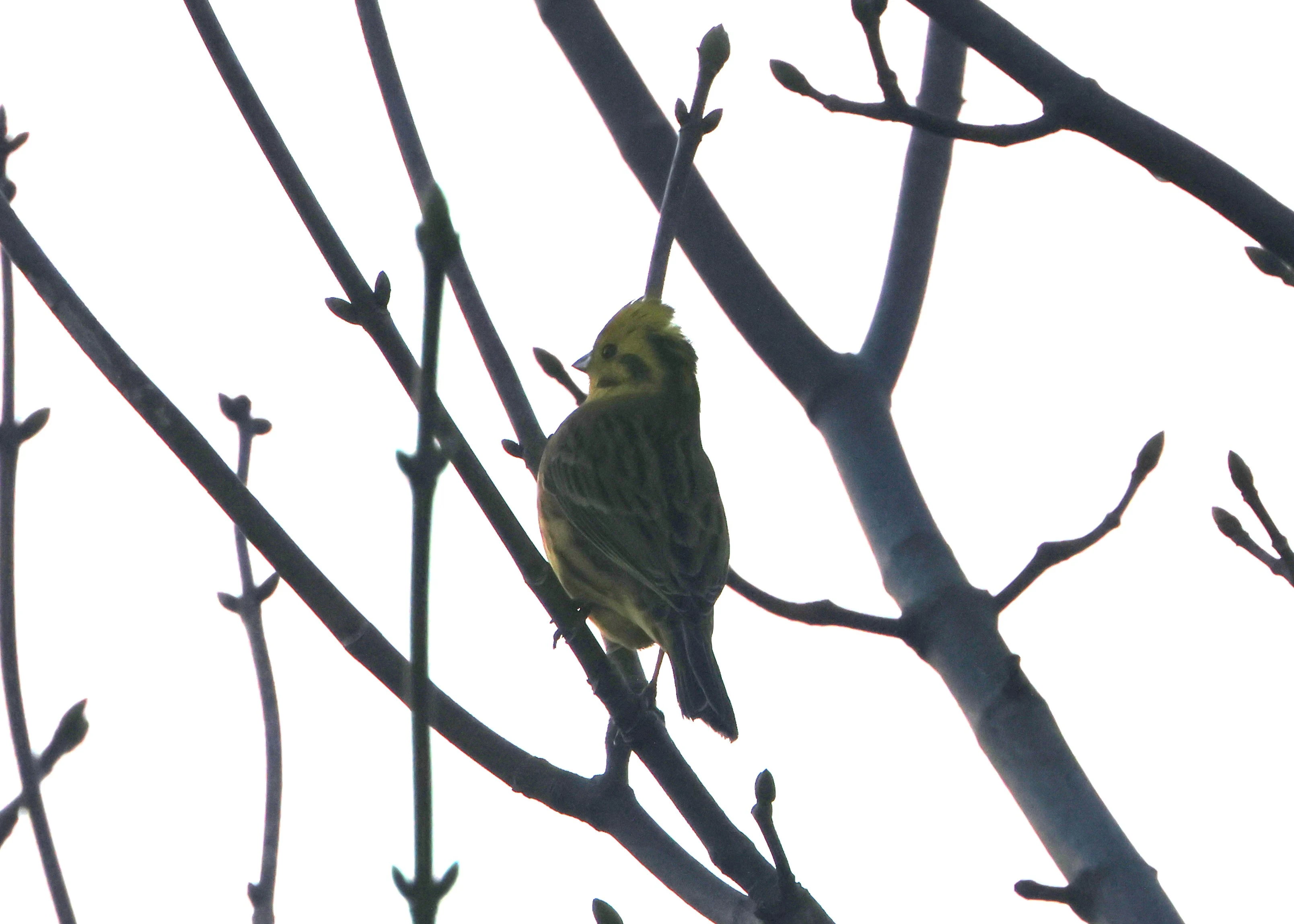 Yellowhammer, Devil�s Punch Bowl, Wantage, Oxfordshire, UK — photo by Adam Prugel-Bennett