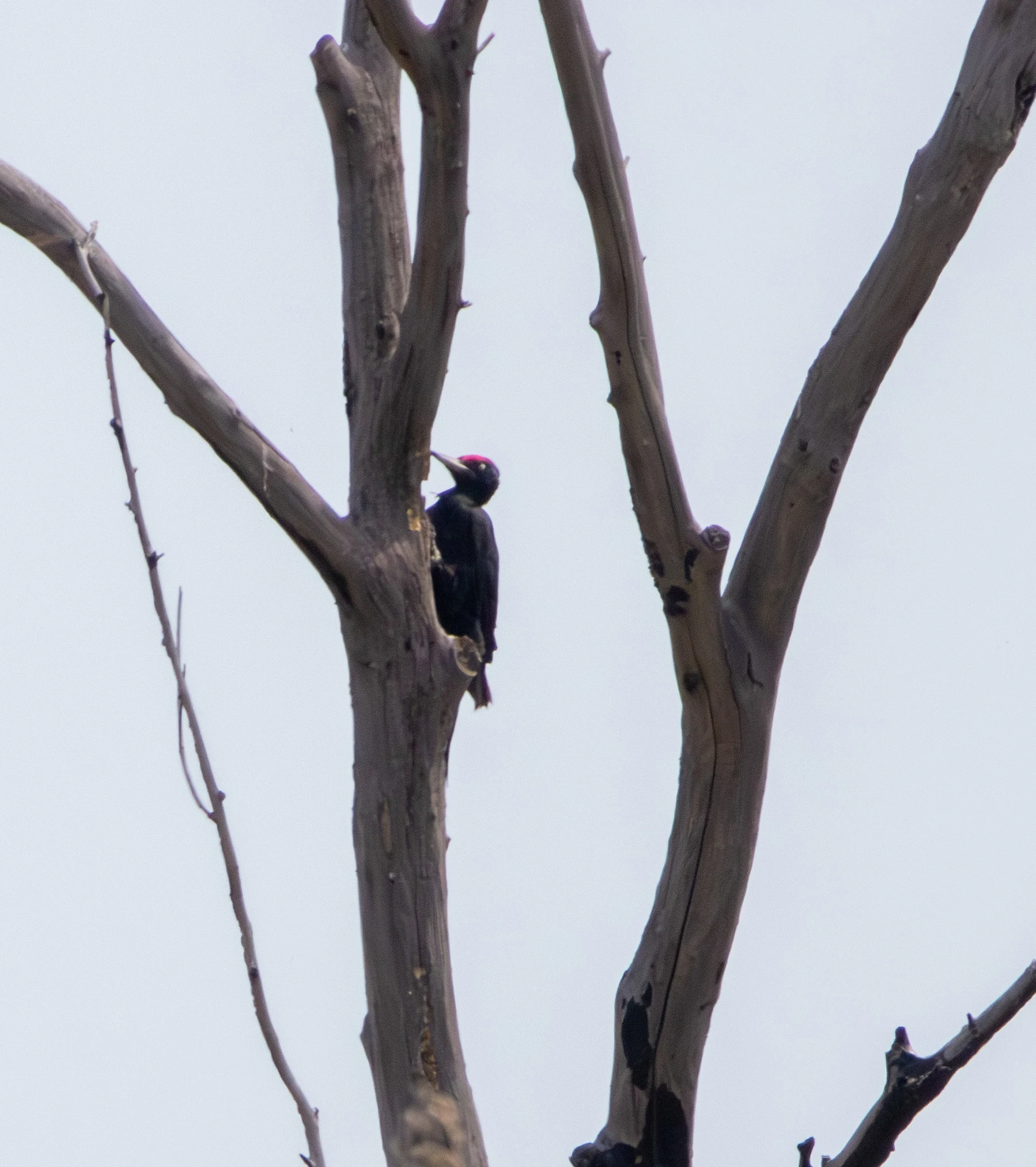 Black Woodpecker, Danube Delta, Romania — photo by Adam Prugel-Bennett