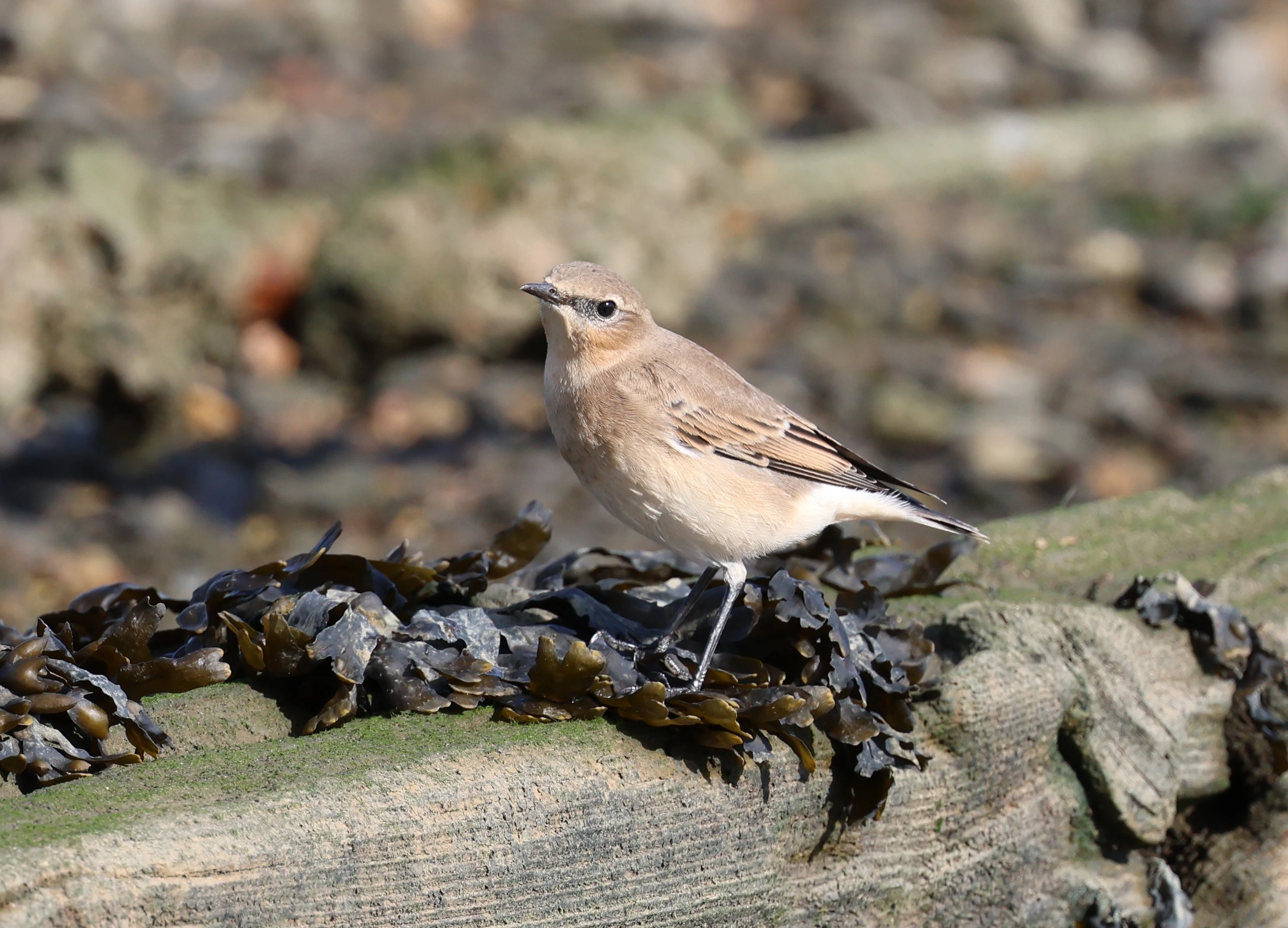 Northern Wheatear, New Forest, UK — photo by Adam Prugel-Bennett
