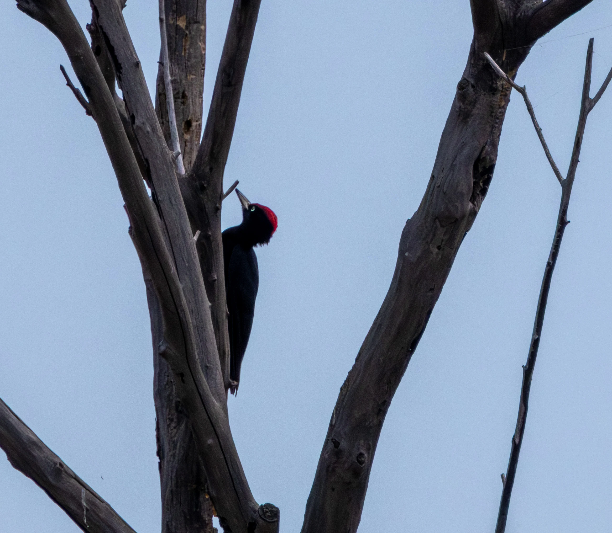 Black Woodpecker, Danube Delta, Romania — photo by Adam Prugel-Bennett