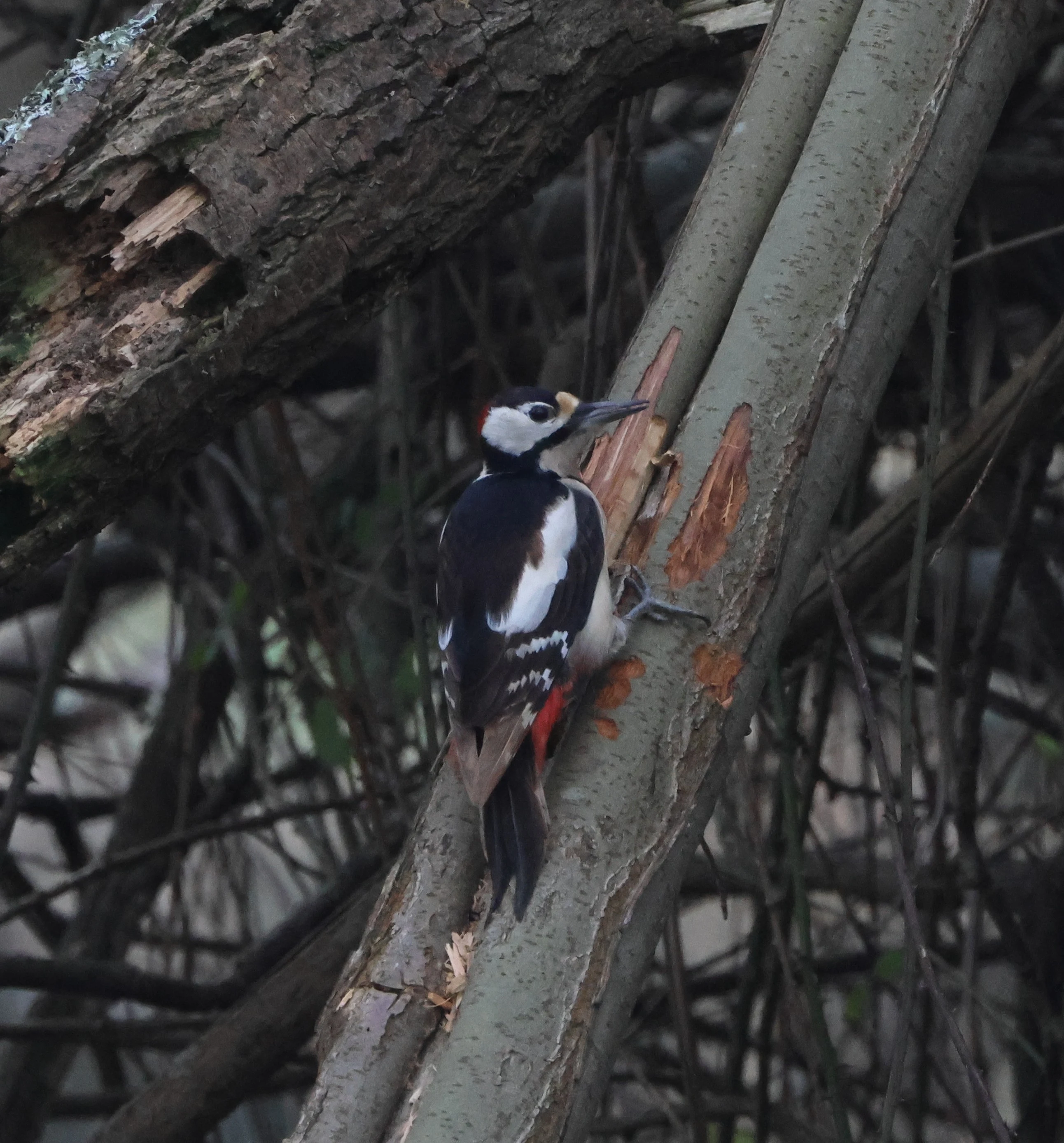 Greater-spotted woodpecker, Acres Down, Minstead, New Forest, UK — photo by Adam Prugel-Bennett