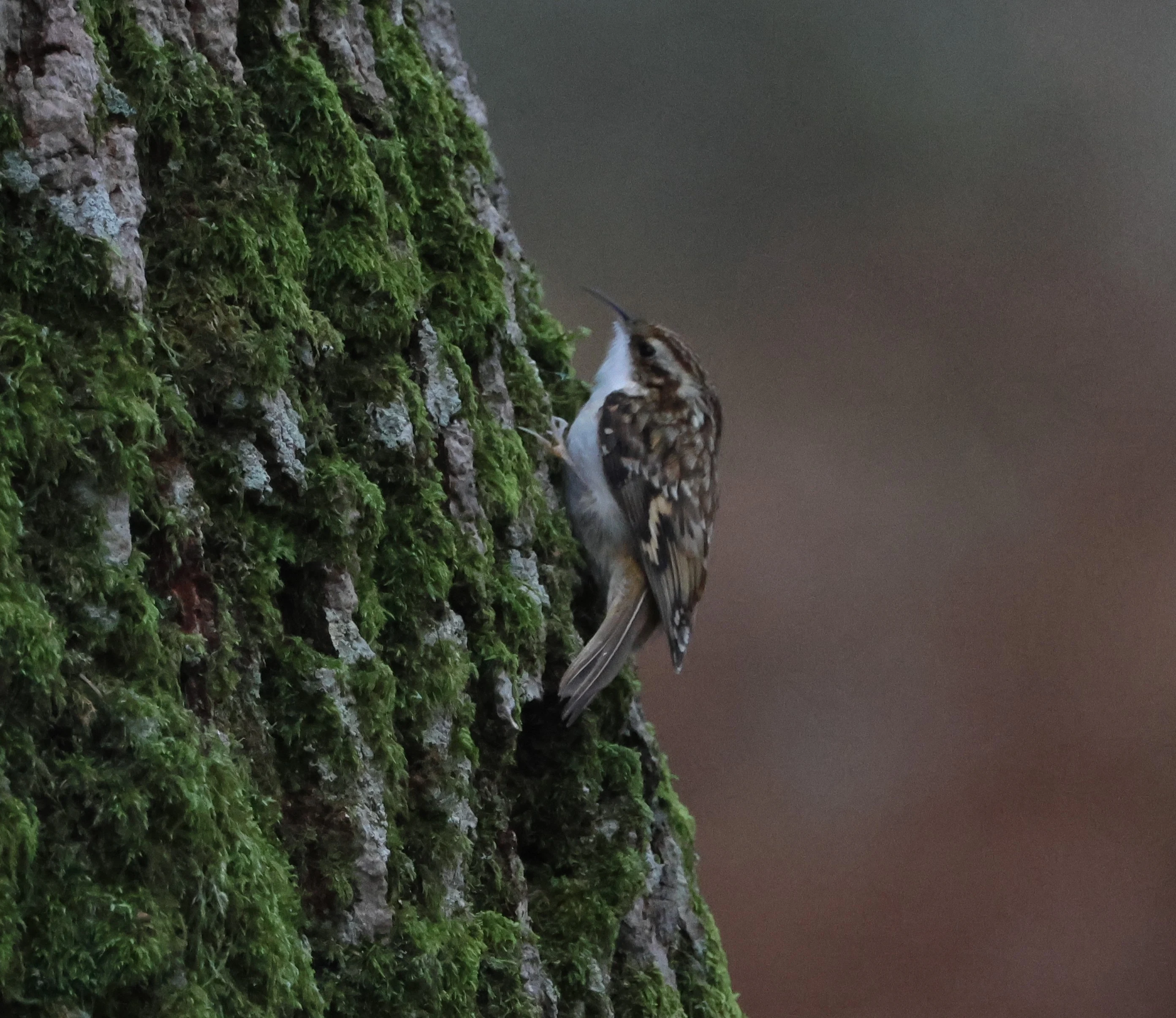 Treecreeper, Acres Down, Minstead, New Forest, UK — photo by Adam Prugel-Bennett