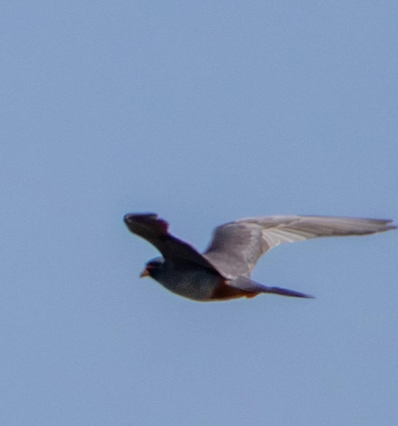 Red-footed Falcon in flight, Danube Delta, Romania — photo by Adam Prugel-Bennett